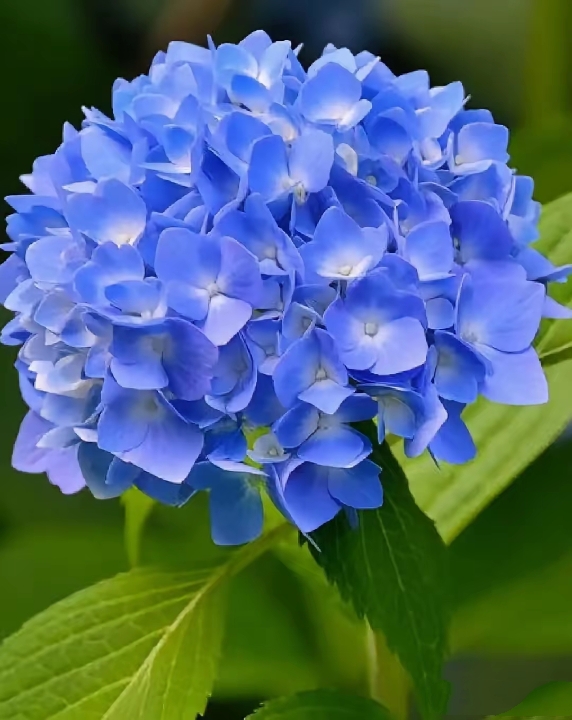 绣球花:色彩斑斓的梦幻之花