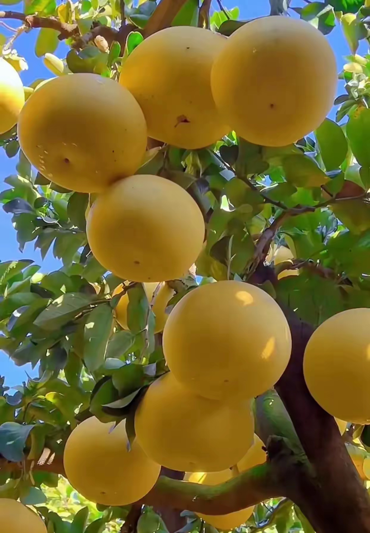 瞧啊,那柚子像是跟枝头较上了劲,沉甸甸地坠着