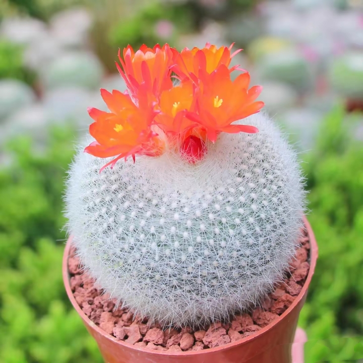 金刚仙人球花开如瀑,网友直呼"报恩花"