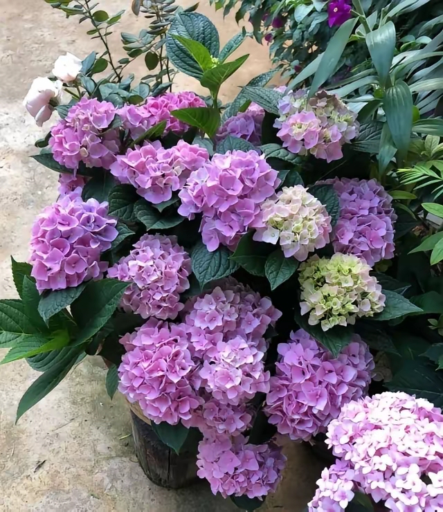 金澜溪谷,绣球花之约