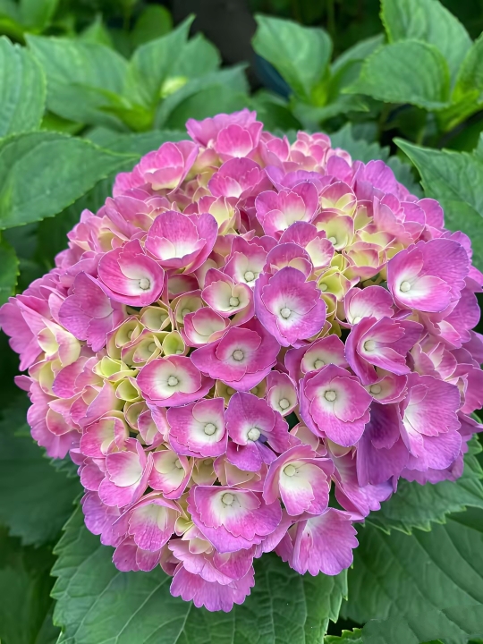 绣球花:色彩斑斓的梦幻之花