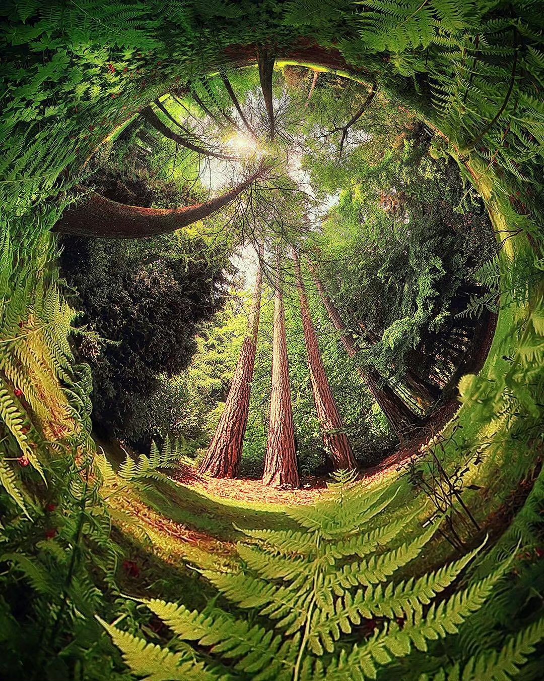 美丽的树洞