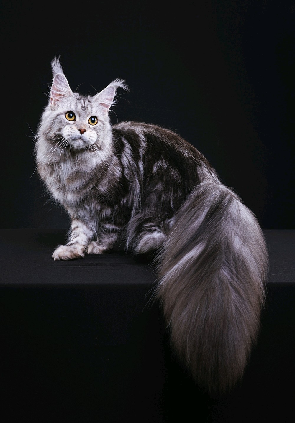 看到一只奇特的猫,尾巴长得像鸡毛掸子,这只猫的尾巴好特别啊,如果不