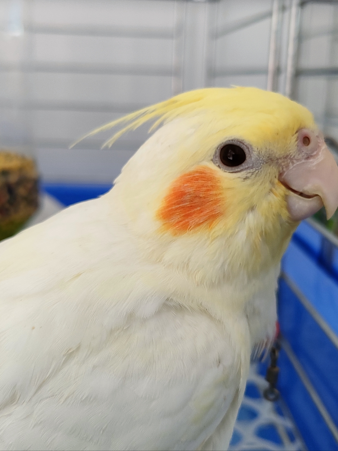 这只玄凤鹦鹉真可爱,顶着一撮儿小黄毛,红红的脸蛋儿,瞪着圆溜溜的小