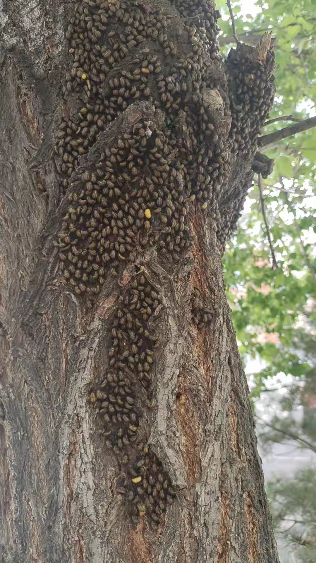 树上的昆虫图片