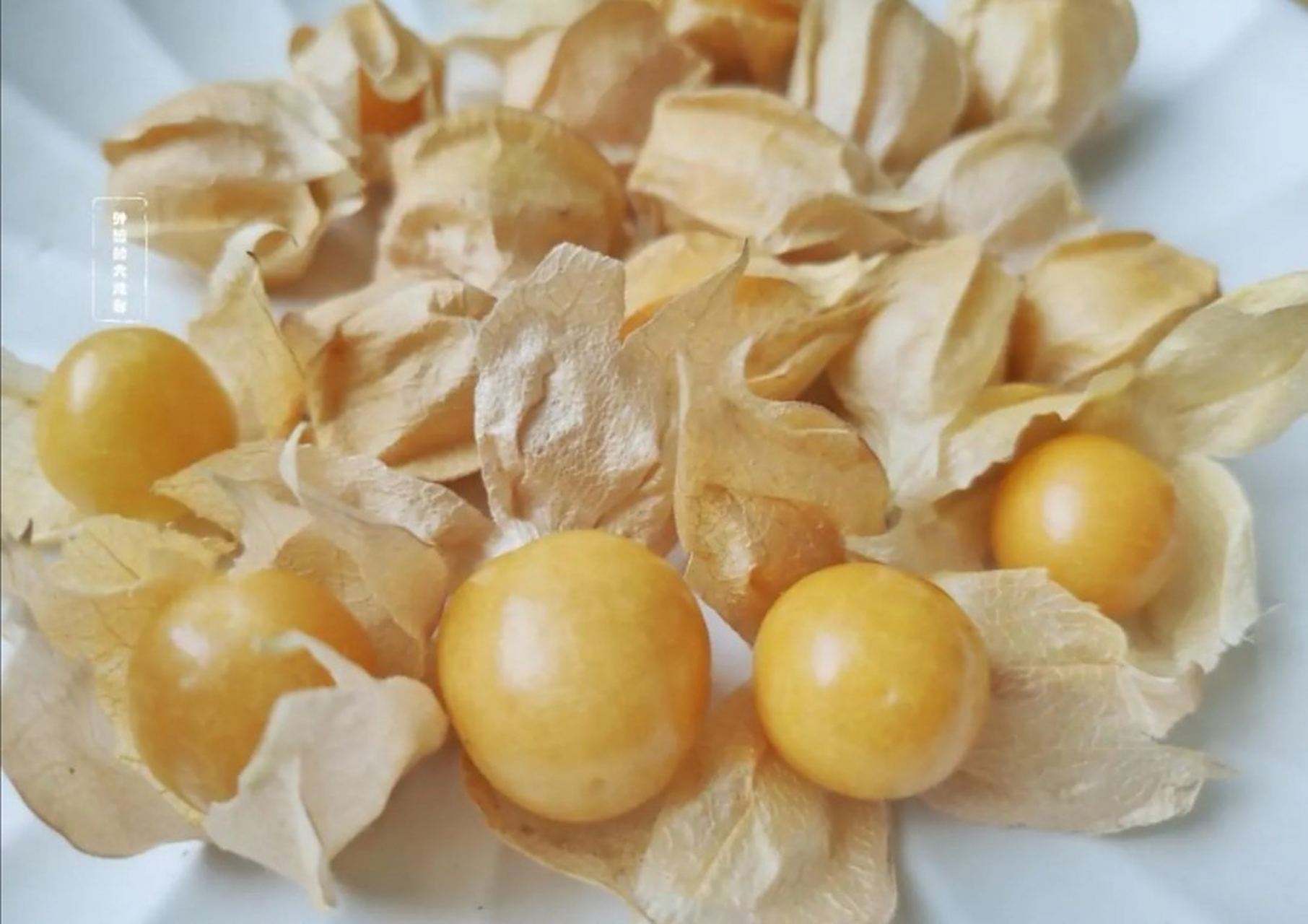 金灯果,当地人俗称"花姑娘"[大笑][大笑][大笑]