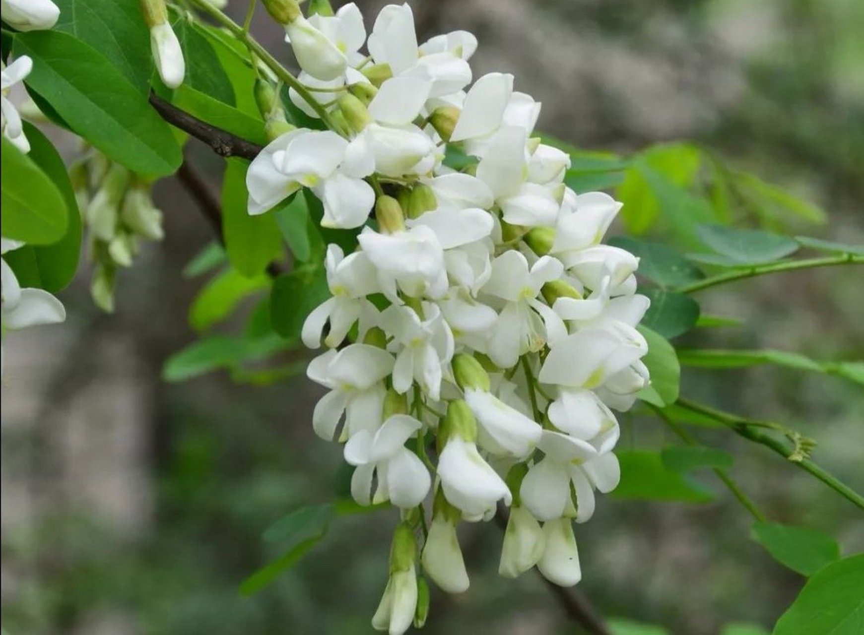 槐花的花语:清新脱俗