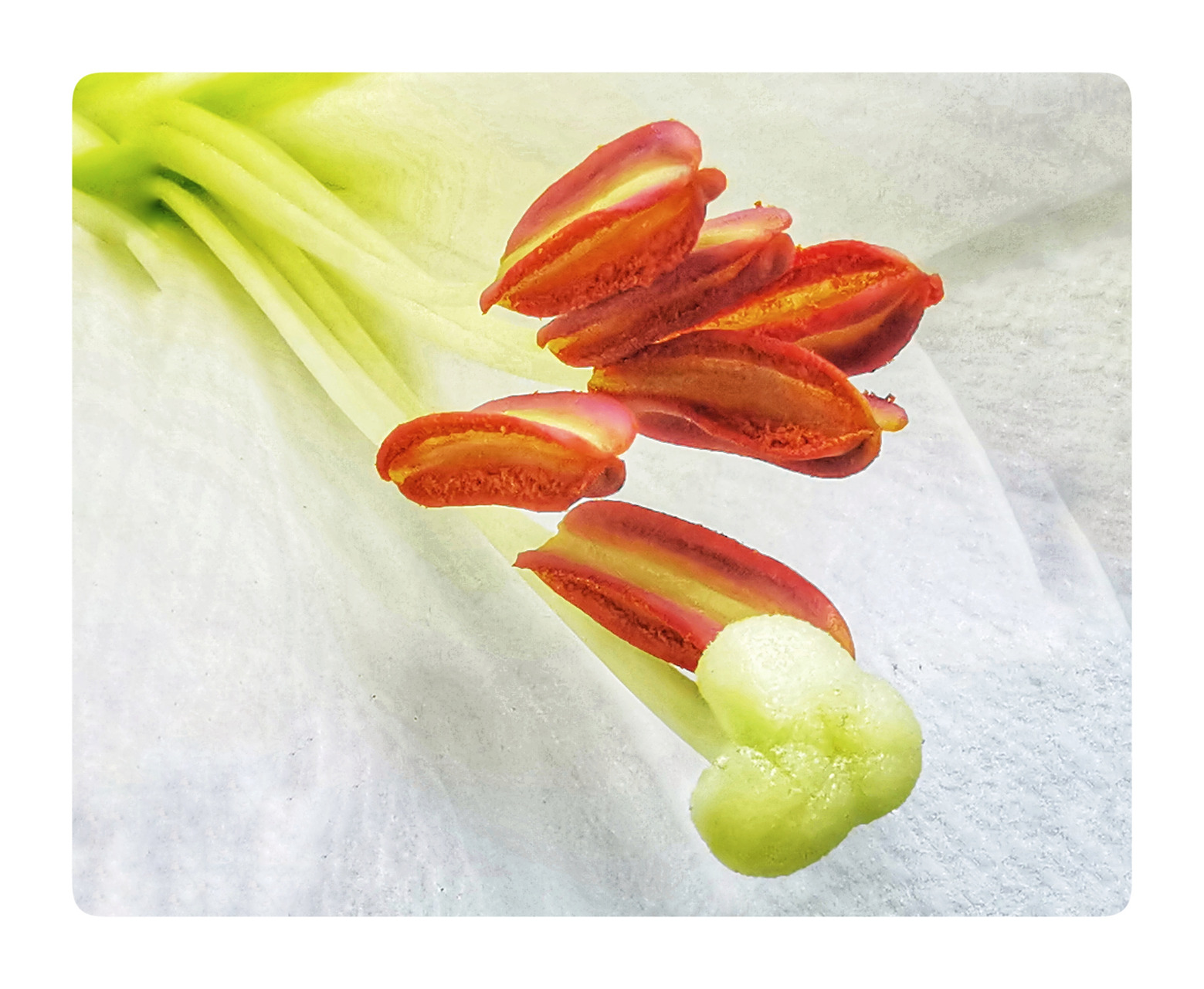 手机微距练拍一一《百合花蕊》