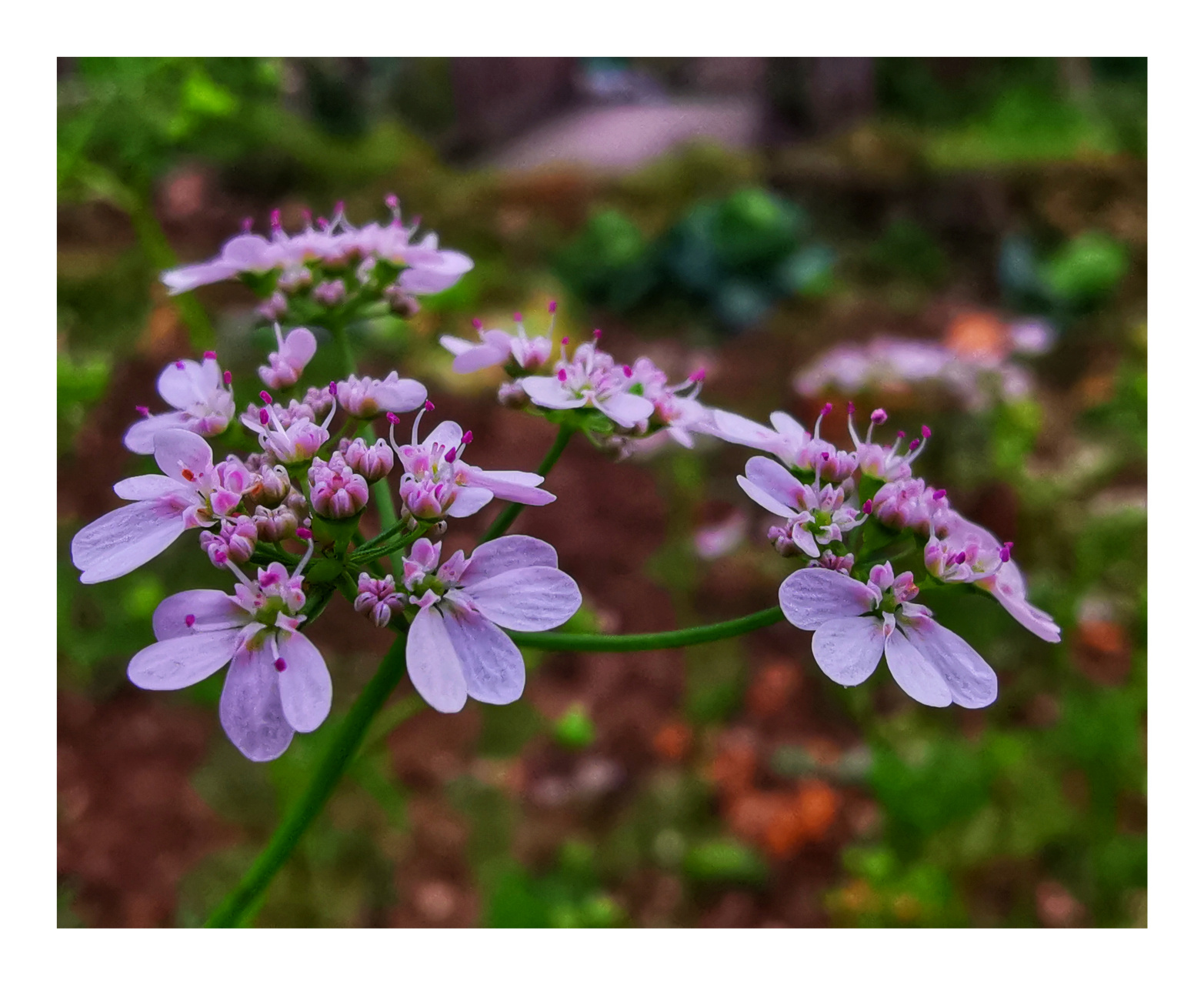 春之花系列之四一一手机拍菜地香菜花
