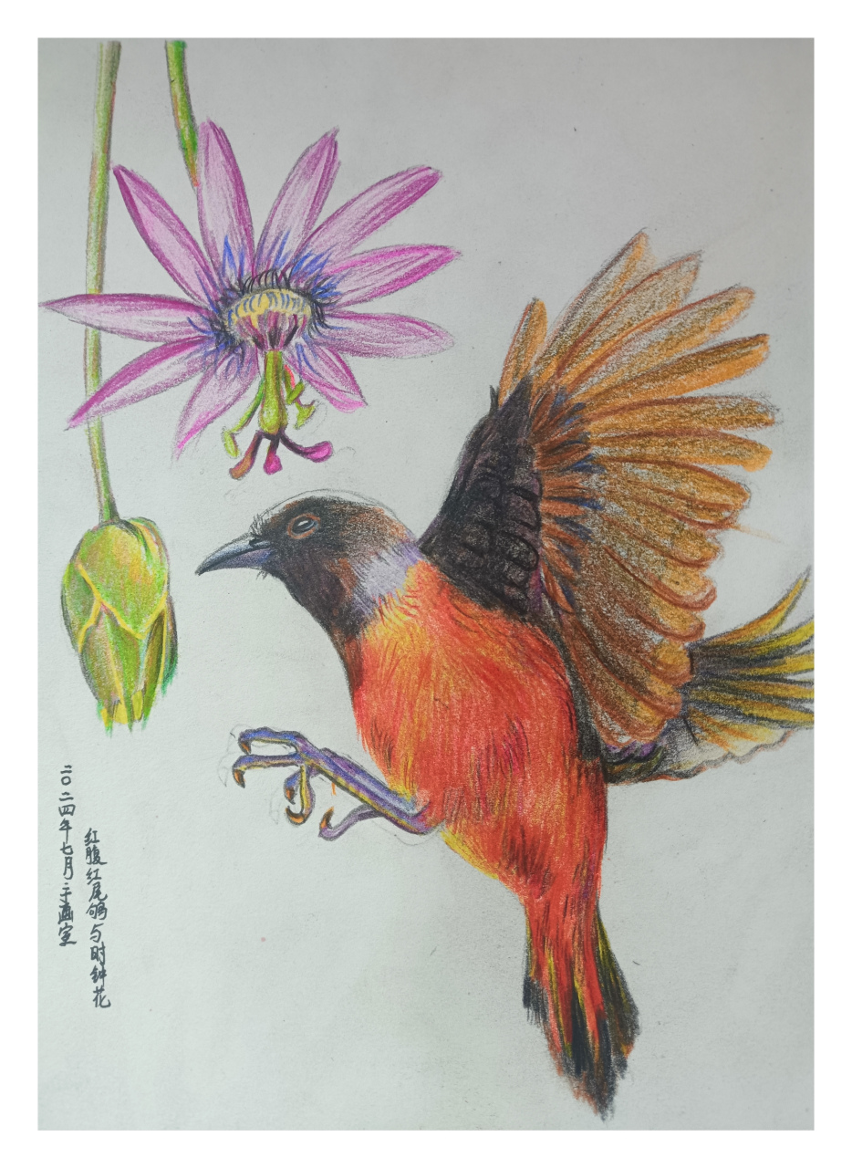 彩铅# 彩铅花鸟练习