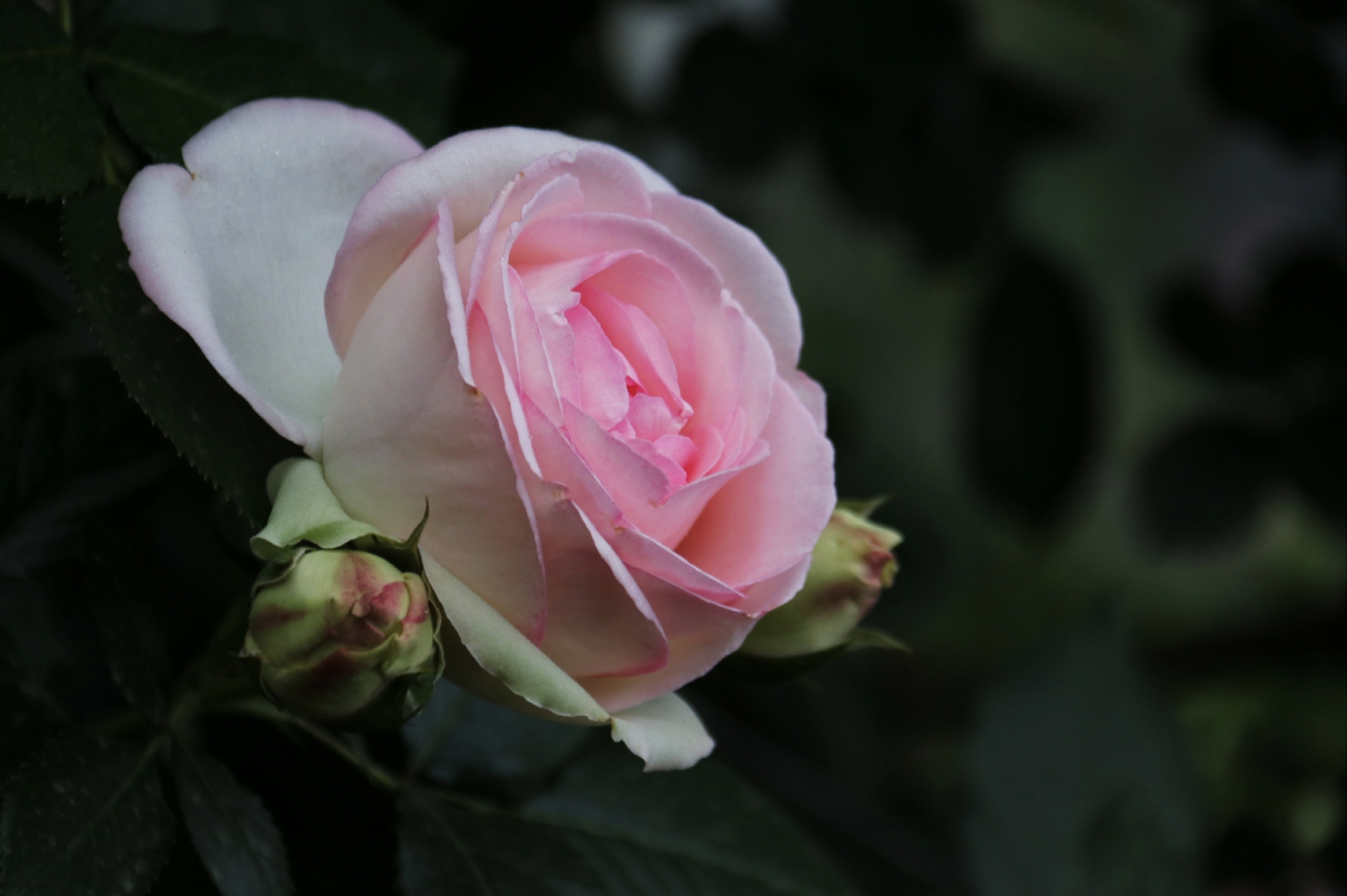 一种蔷薇花,四周白色的叶片镶嵌着粉色的花办,造型美观别致,向一个