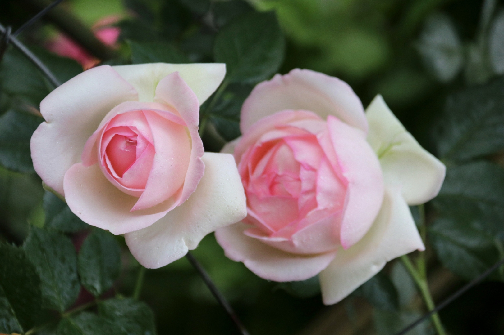 一种蔷薇花,四周白色的叶片镶嵌着粉色的花办,造型美观别致,向一个