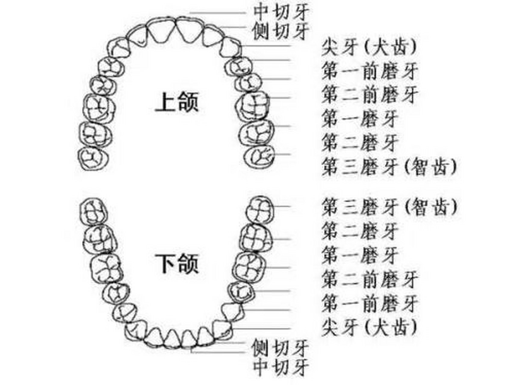 太原齿生匠心口腔:经常有朋友问,人一共长多少颗牙?