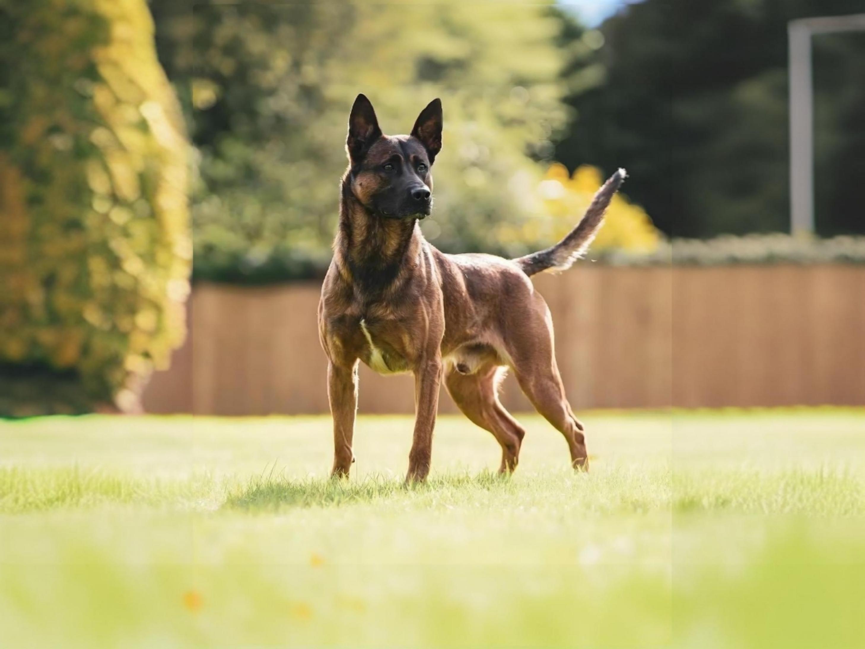 马犬比特串