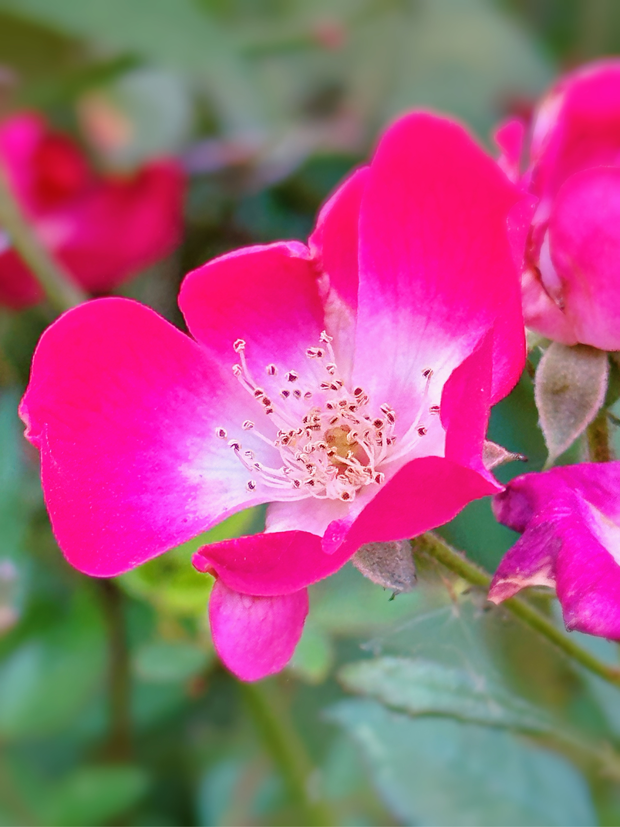 粉花黄蕊图片