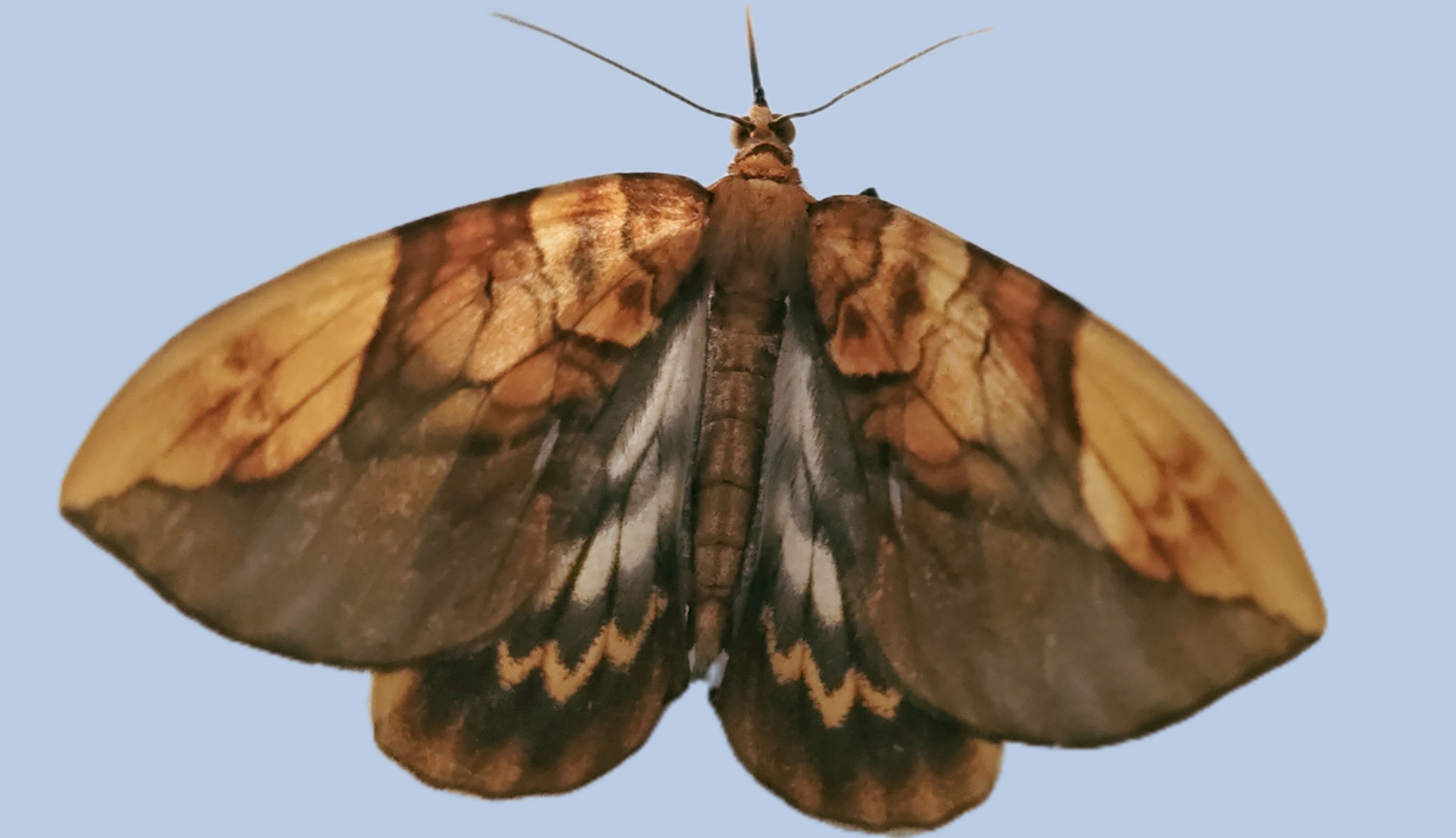 小朋友问我这个叫什么名字,我也确实答不上来,只有