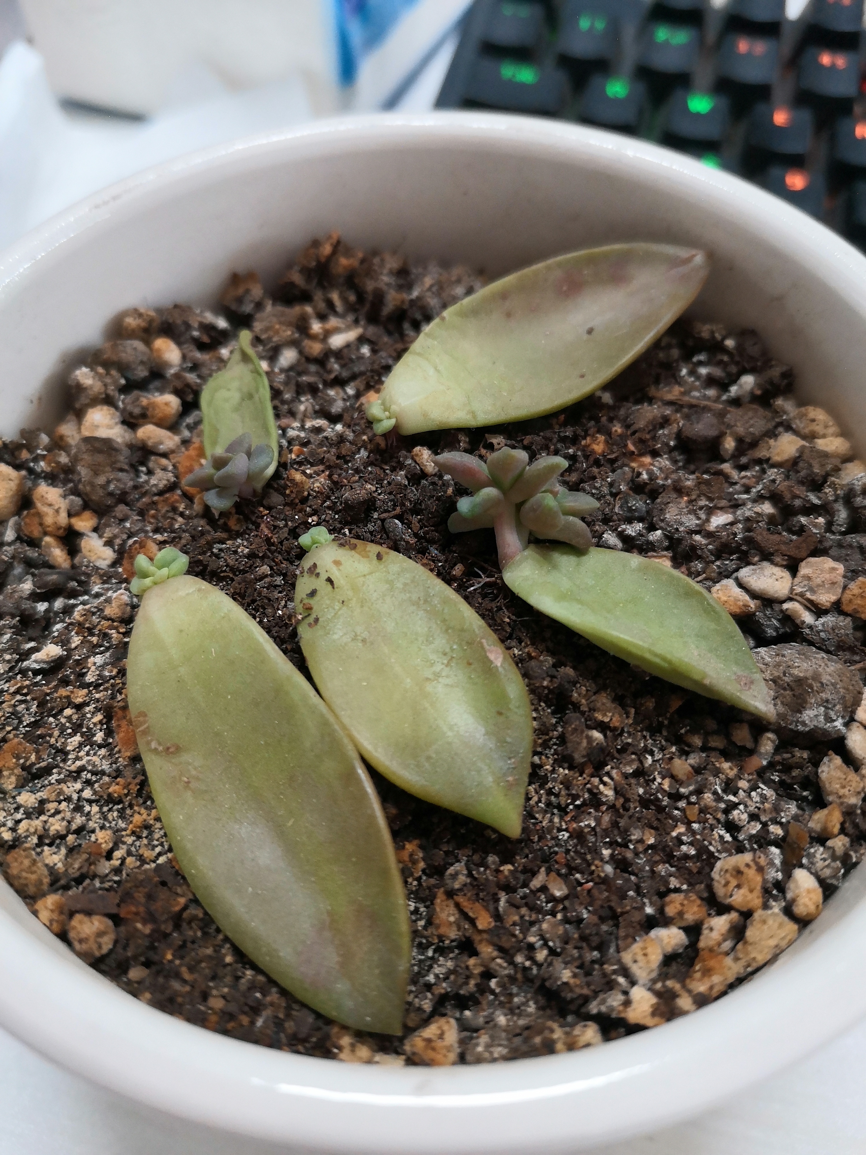 多肉为什么会掉叶子