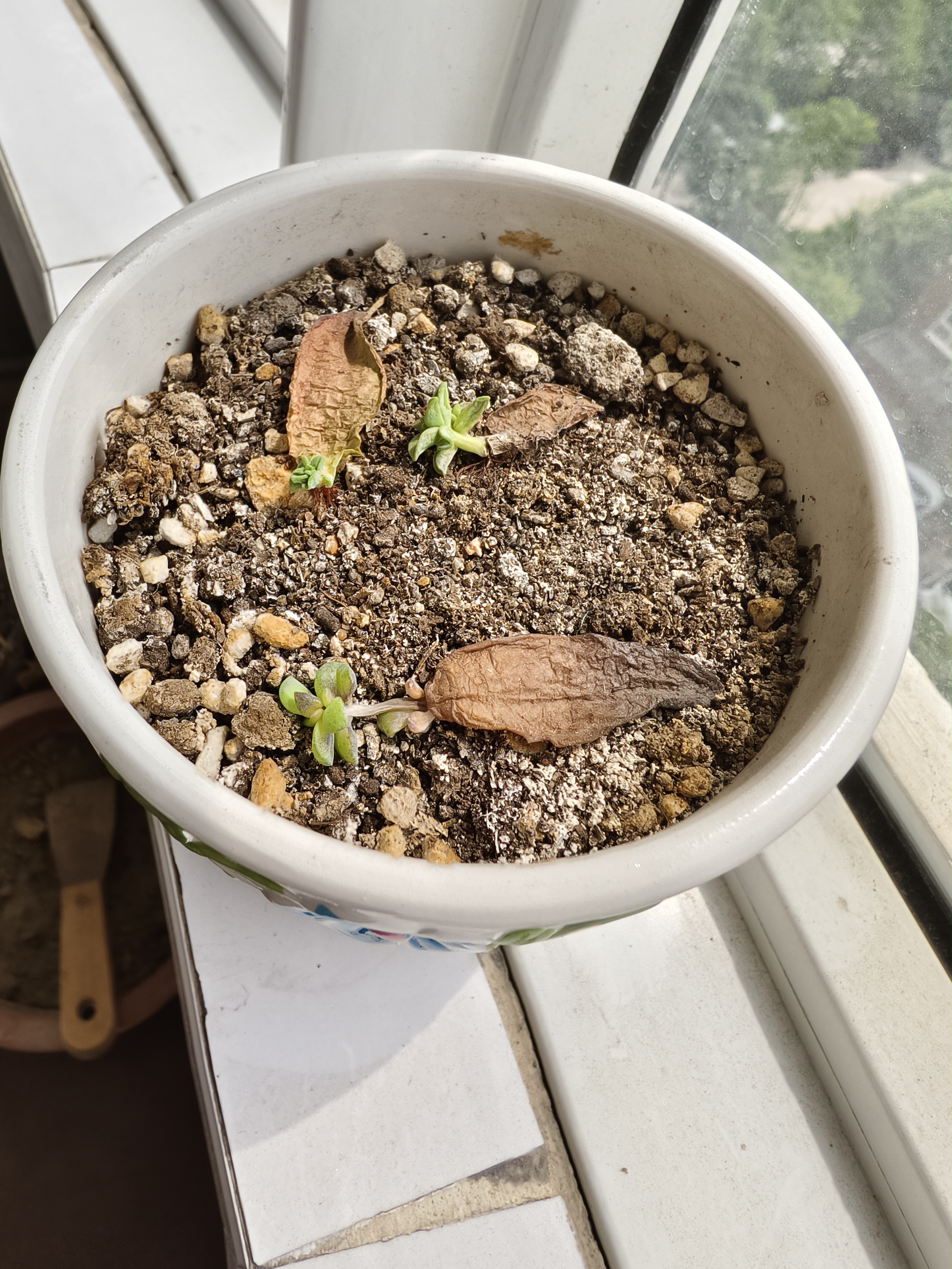 最近这天气一会儿下雨一会儿高温,一个月的时间我的多肉都成这样了.