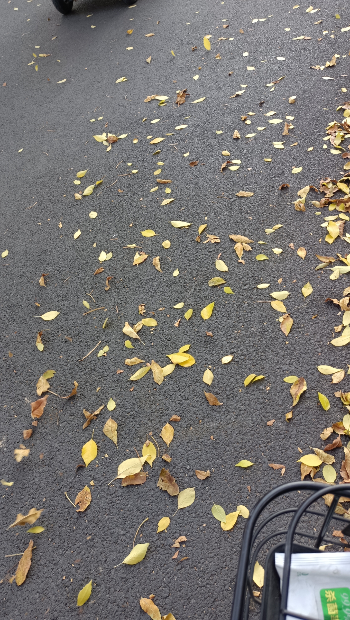 我在等一阵风 一阵能将这树叶成片吹落的风 然而,它一直没来 我收起