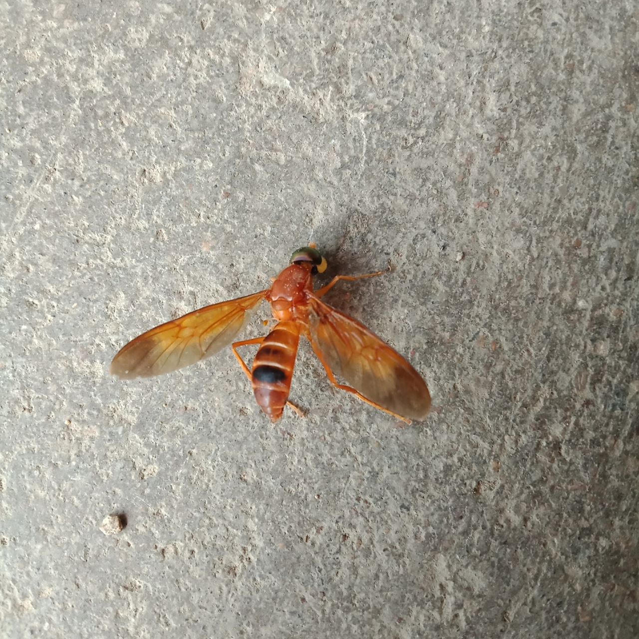 今天打死了一只像蜜蜂的虫,有谁知道是啥吗