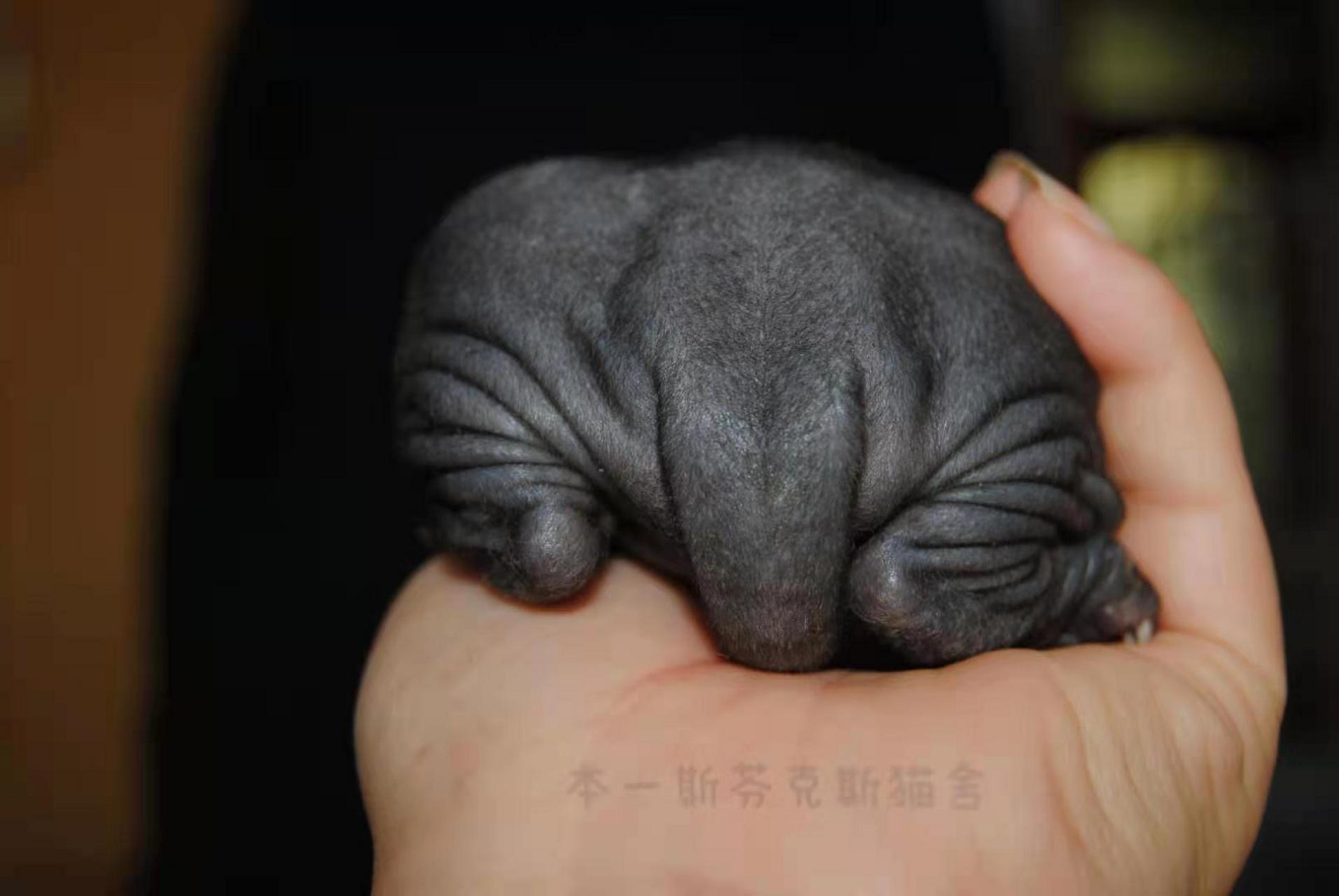 纯黑斯芬克斯无毛猫的样子 新生儿和幼年宝贝
