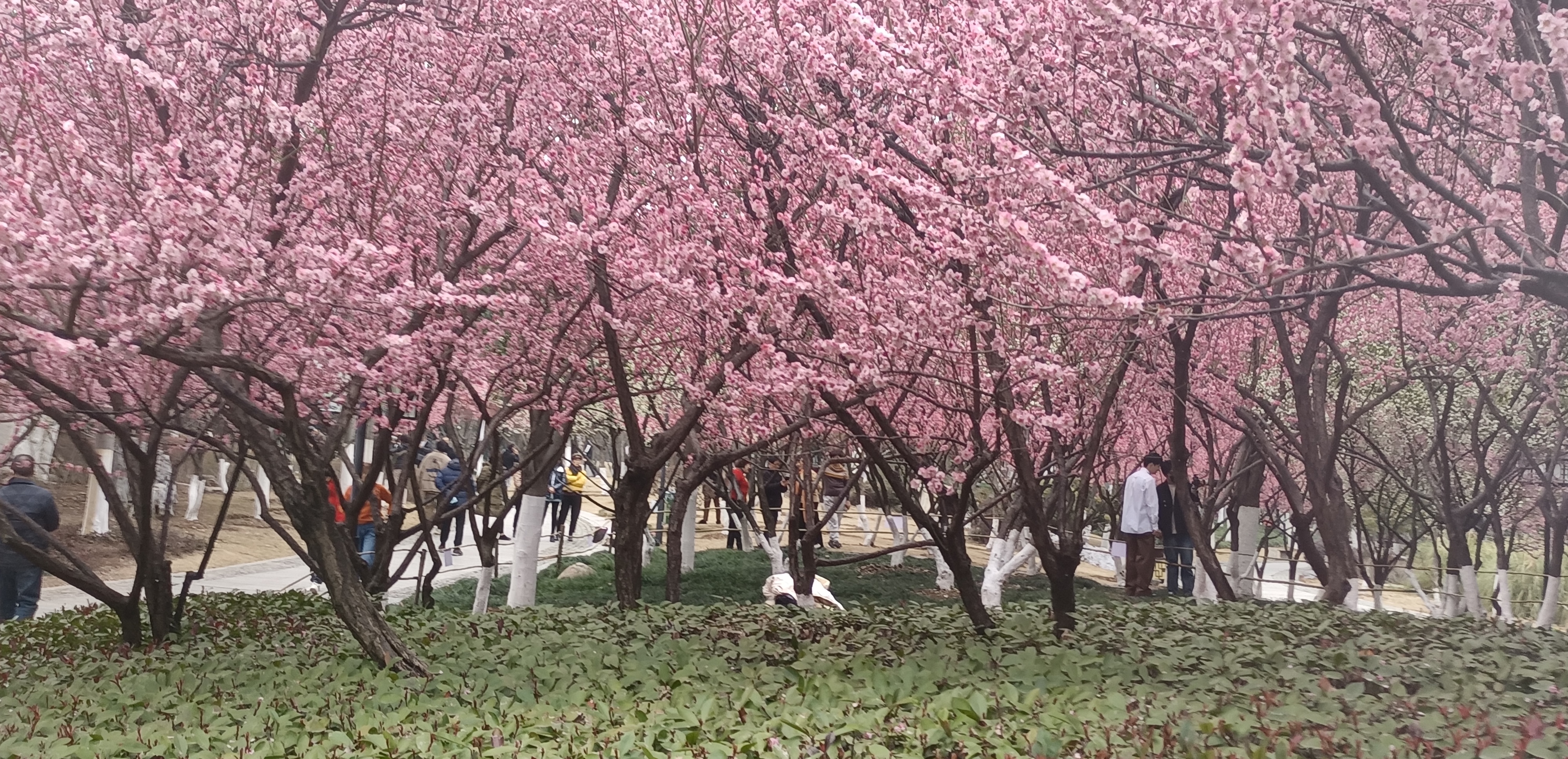 沙湖公园梅花图片