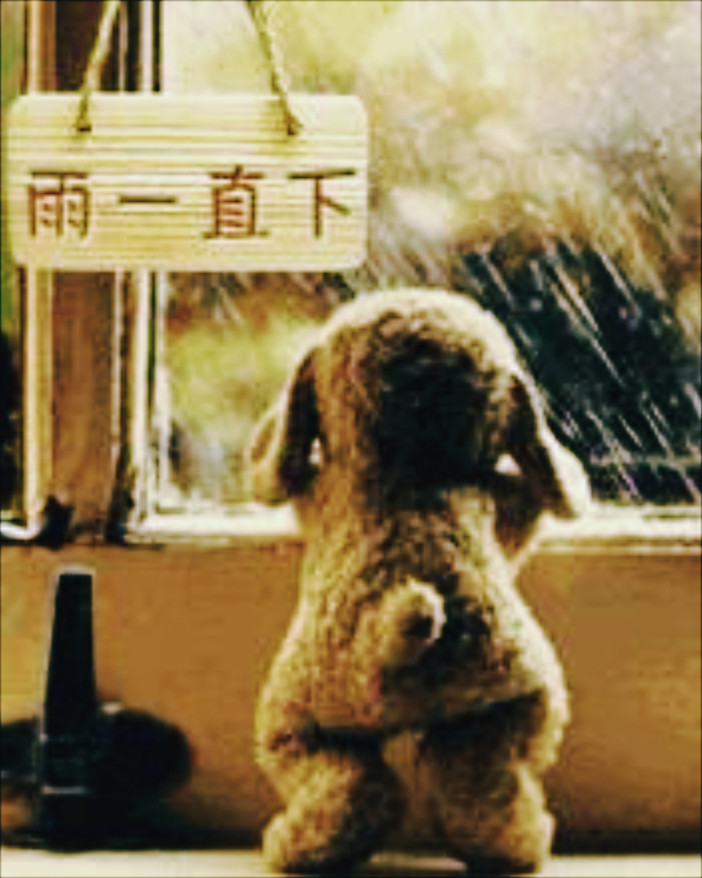 🐶 毛绒玩具狗站在窗前,静静地看着外面的世界