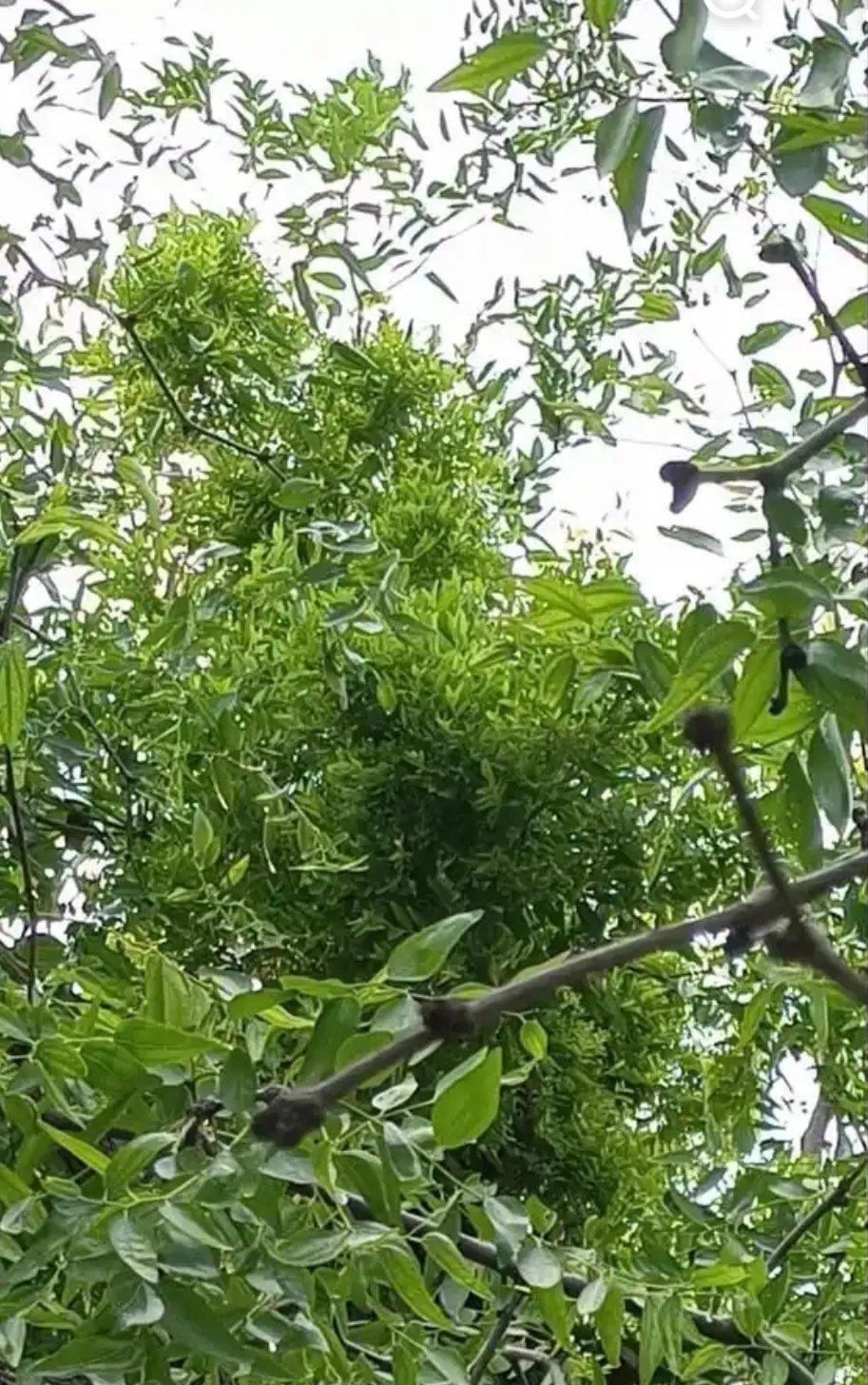 家里那棵枣树,源自临漳县亲戚家的移栽,已有十多年的历史