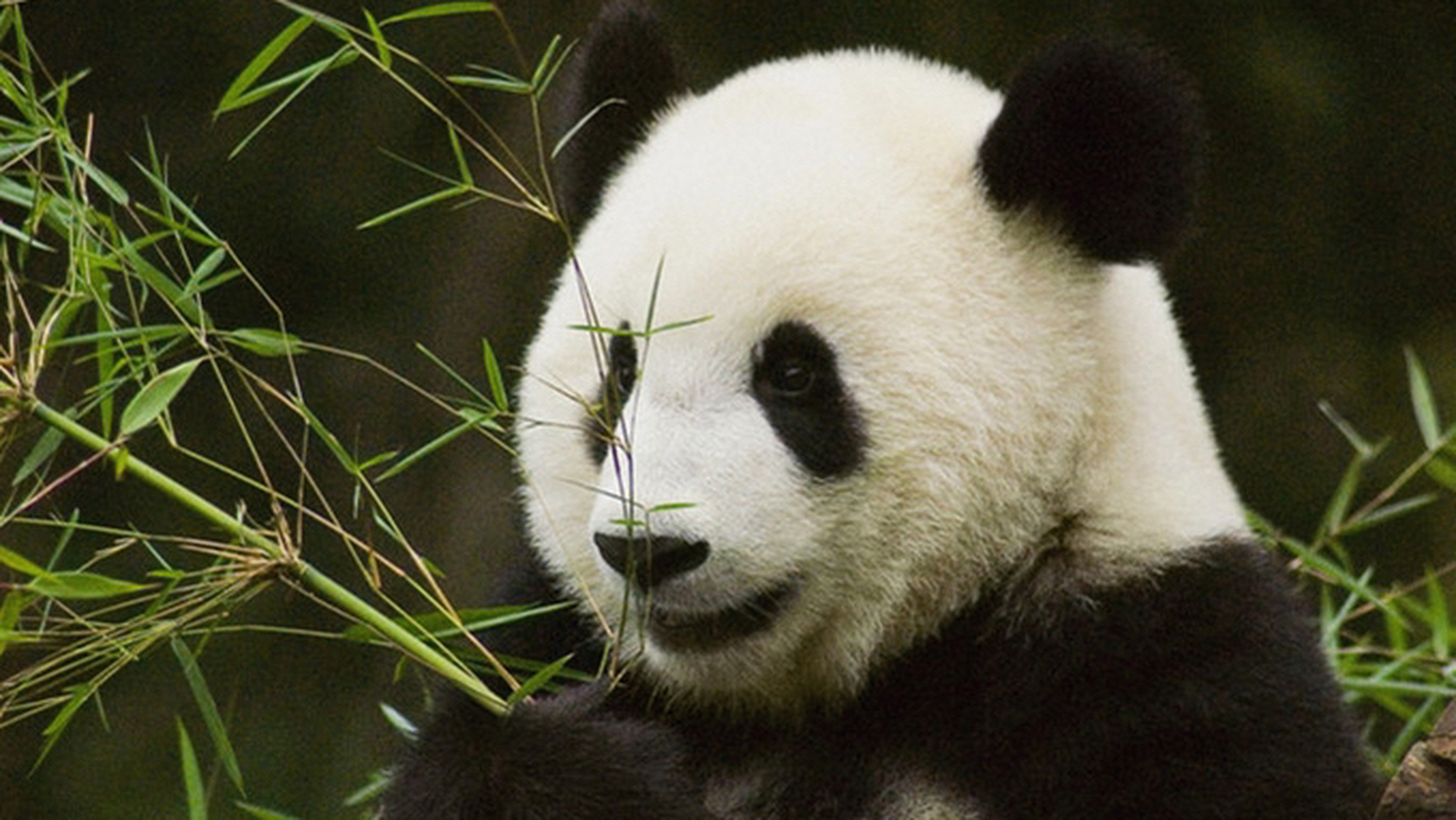 可爱的熊猫胖达