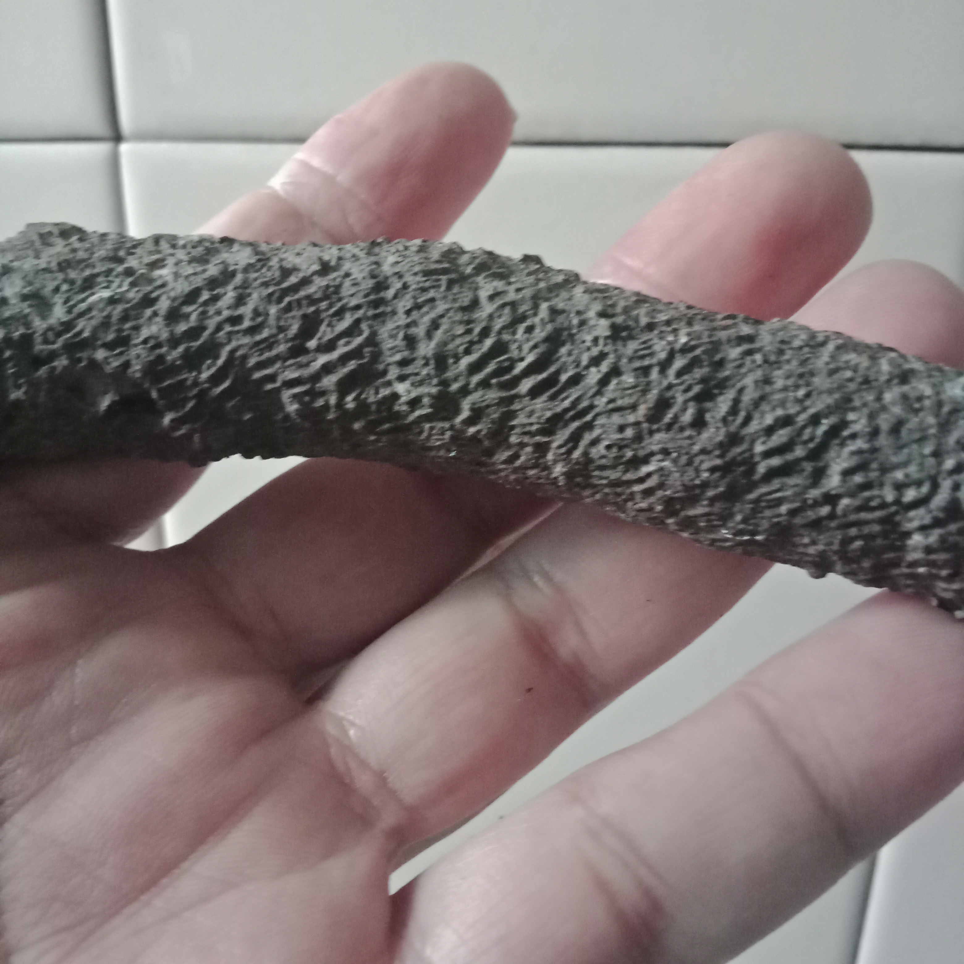 在三墩一干涸的河道里捡到树枝状的石头,经多方寻问,众说纷云,有说是