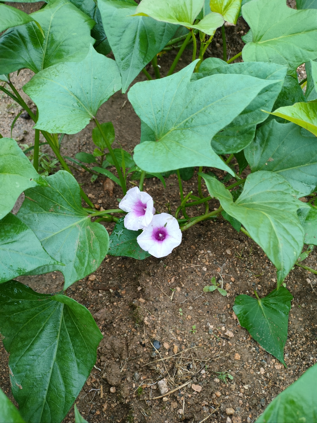 红薯开花了,还挺好看的