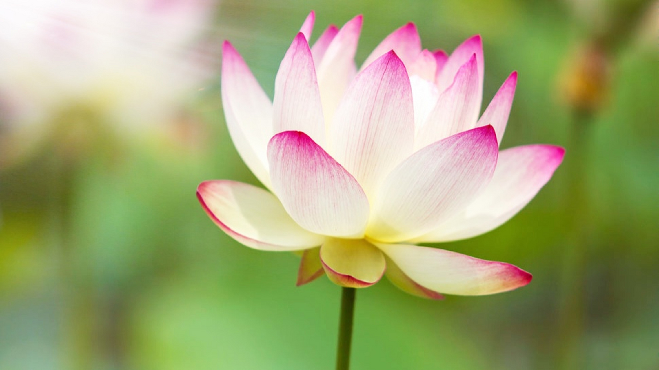 莲花扎根于污泥,泥有多污,花就多茂盛……… 花没有嫌弃污泥,污泥也在