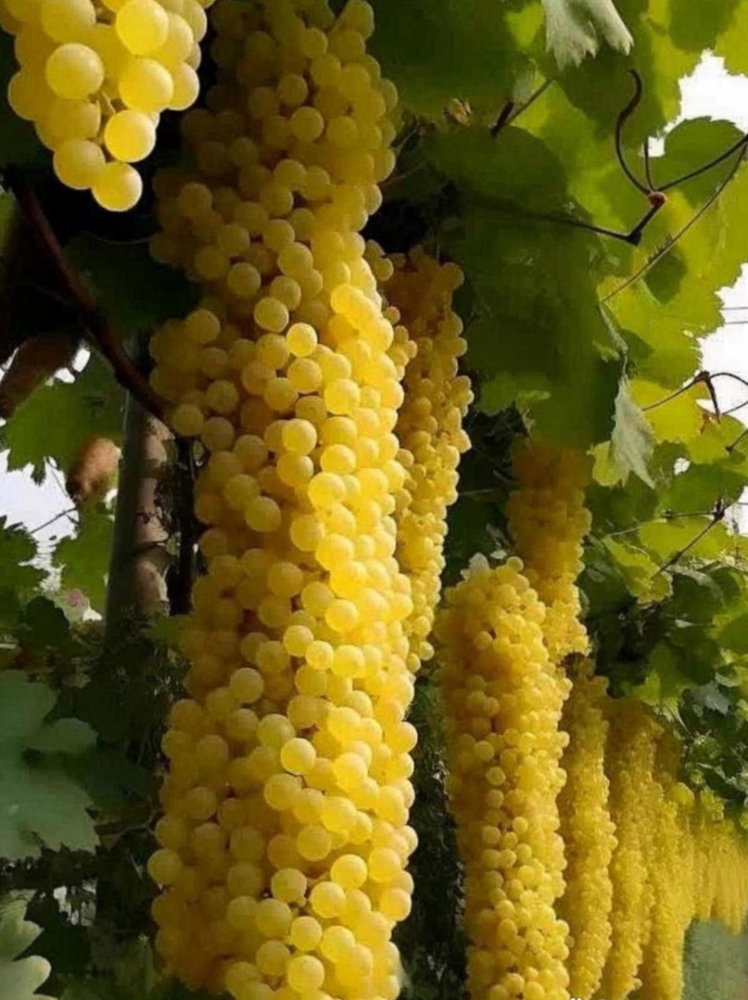 今天自驾游到新疆去玩,骑车路过一大片葡萄园,我停下车看一下,我都被