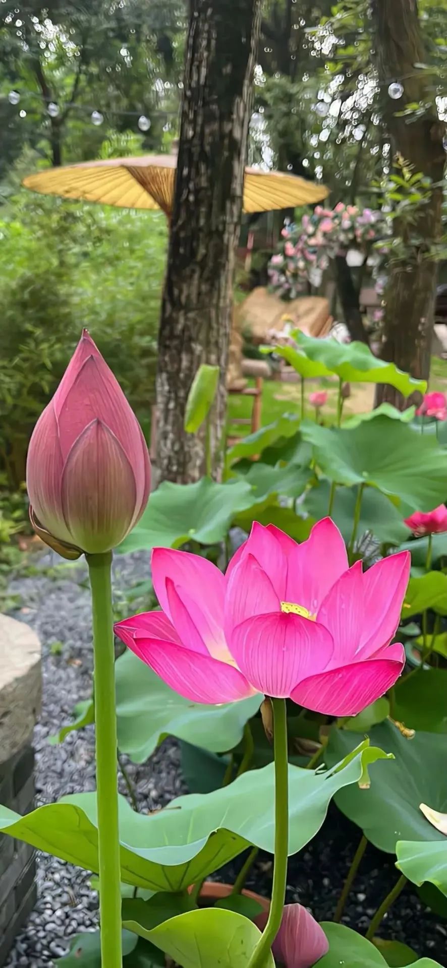 仙人掌花配图图片