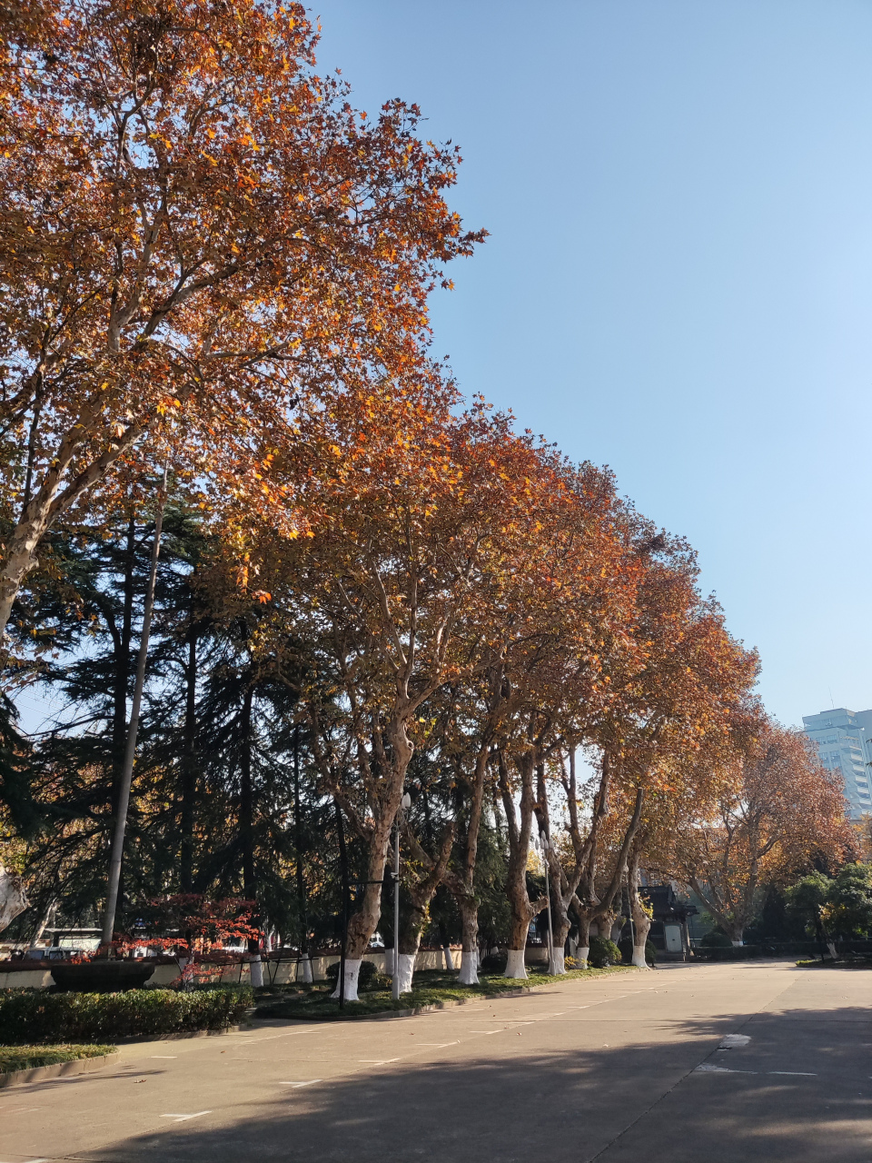 南京的深秋初冬,法桐树的叶子开始换上了金黄,阳光透过树叶洒在路上