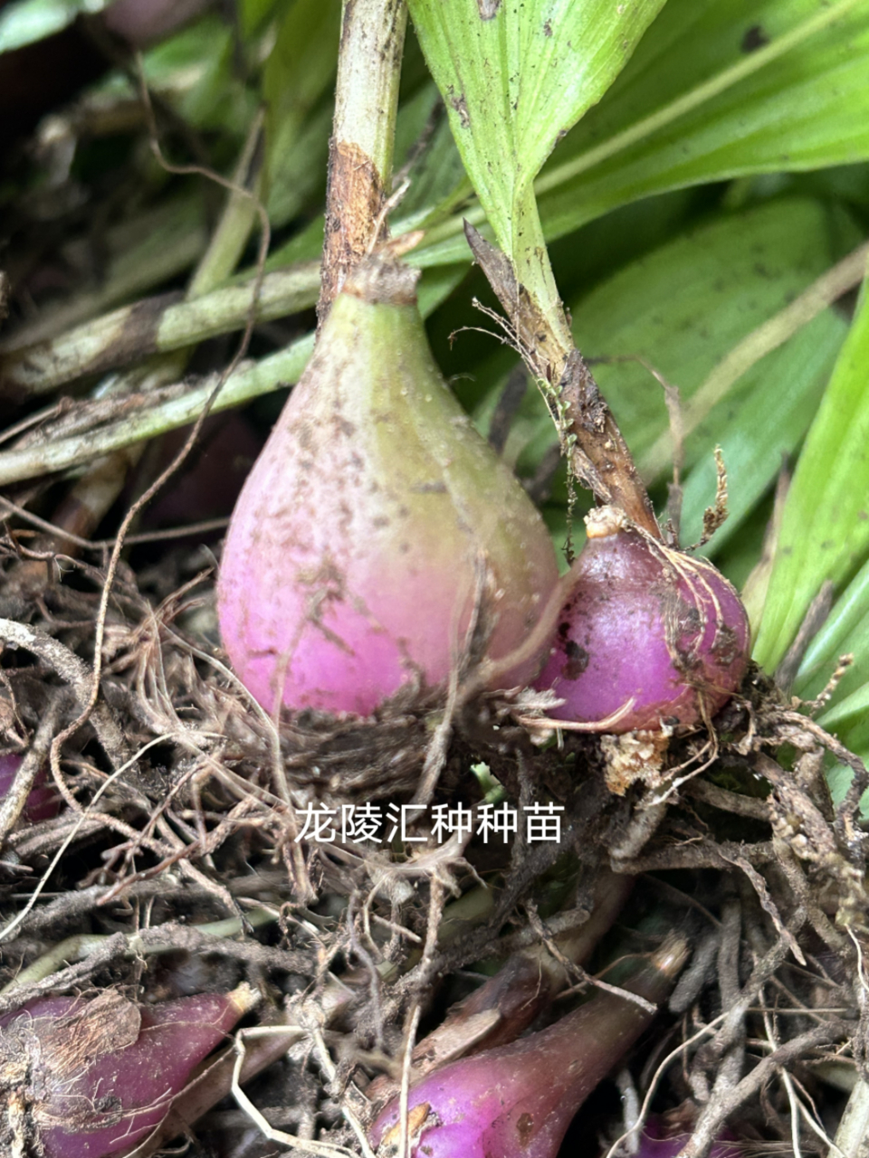 冰球子药材植物图片图片