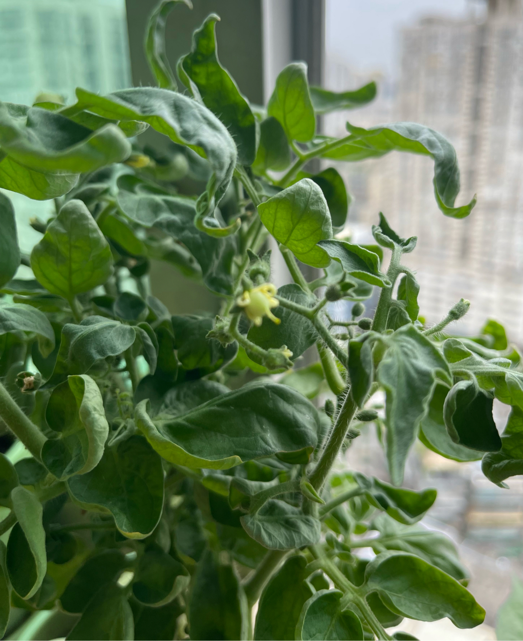 各位大神～小番茄的叶子95往里卷是天气高温热的吗?