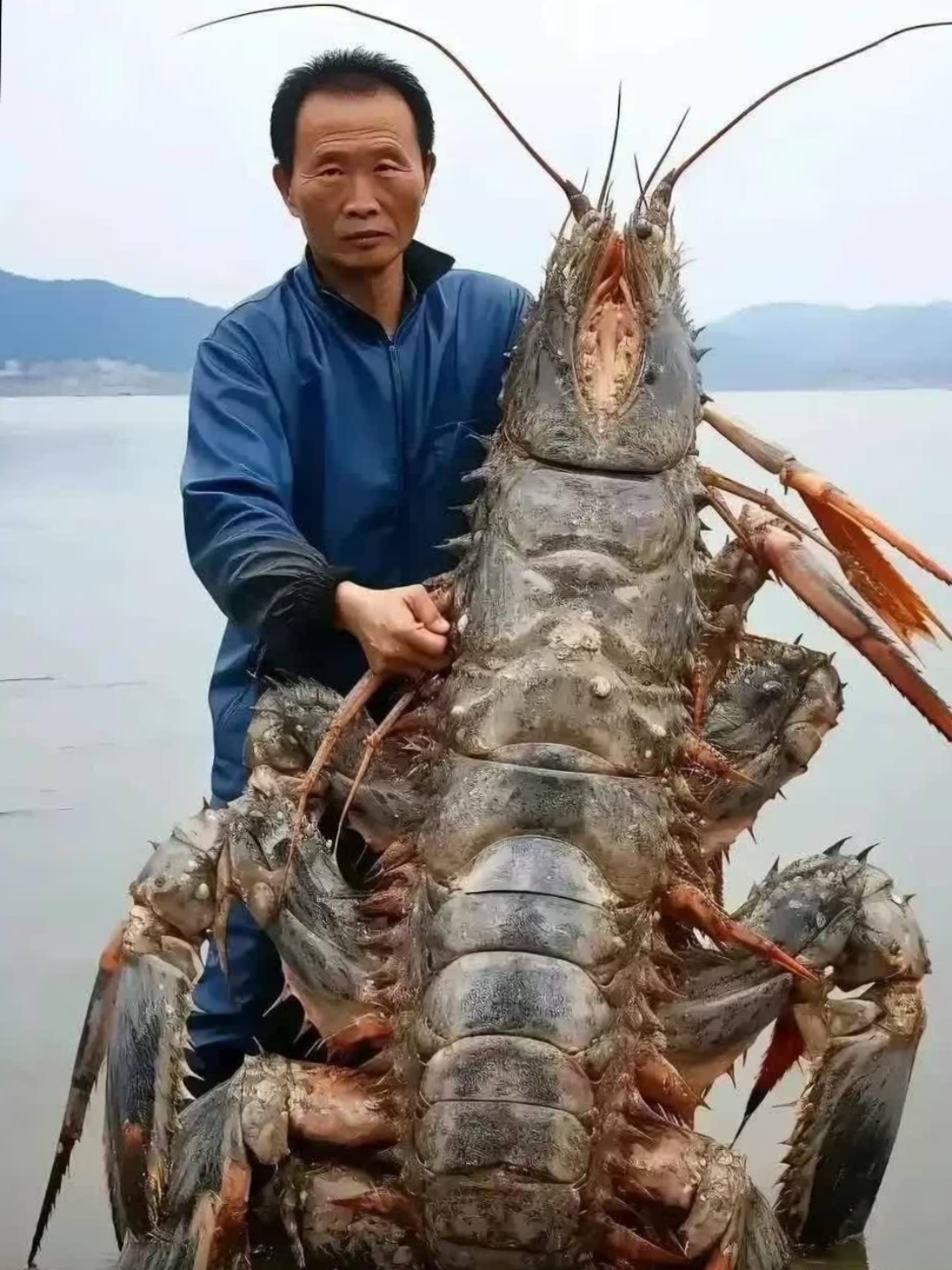 一只巨大的灰白龙虾成为了焦点,它的长触须和坚硬外壳,在平静的水面上