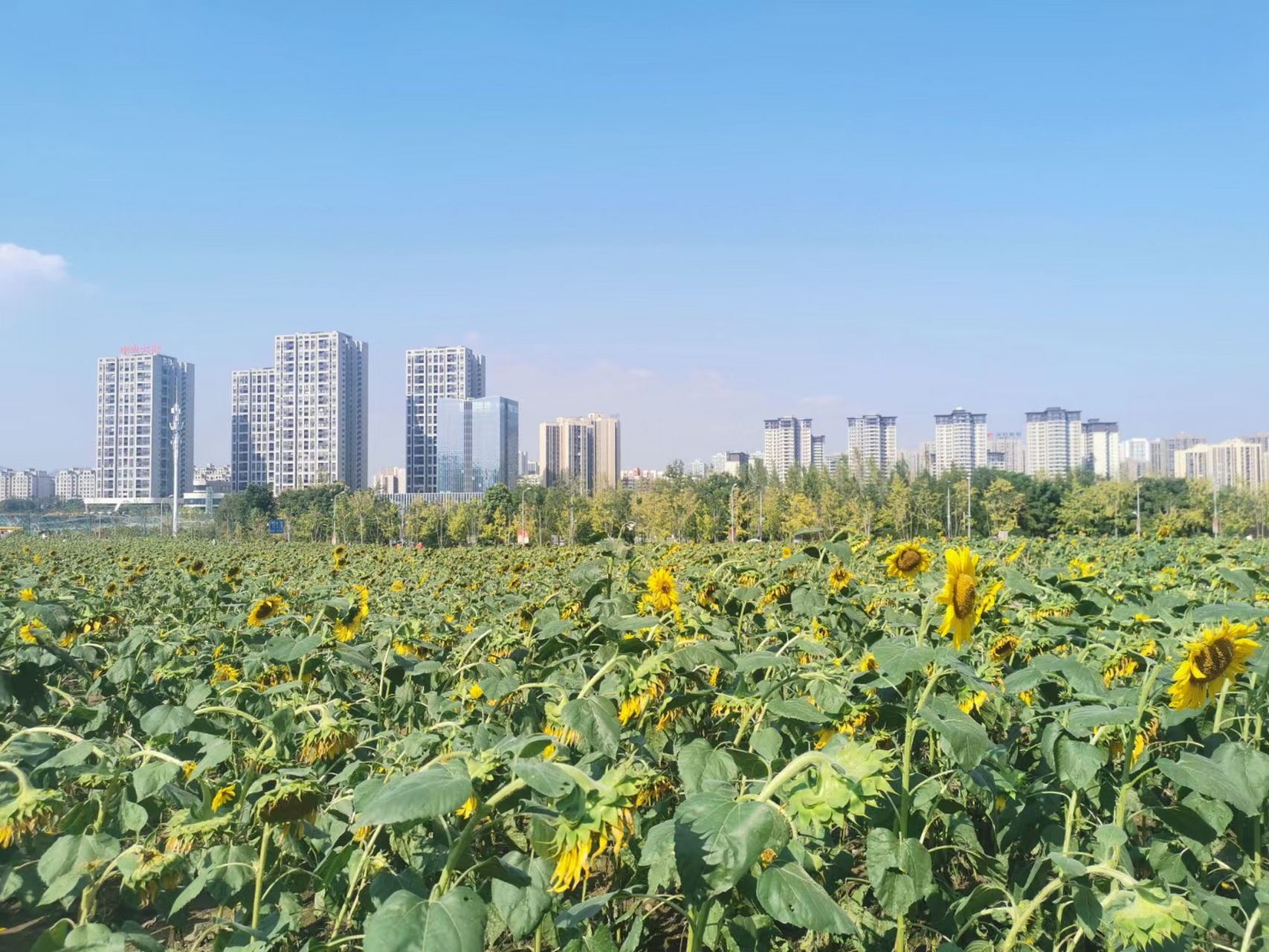 重庆市北碚植物园图片