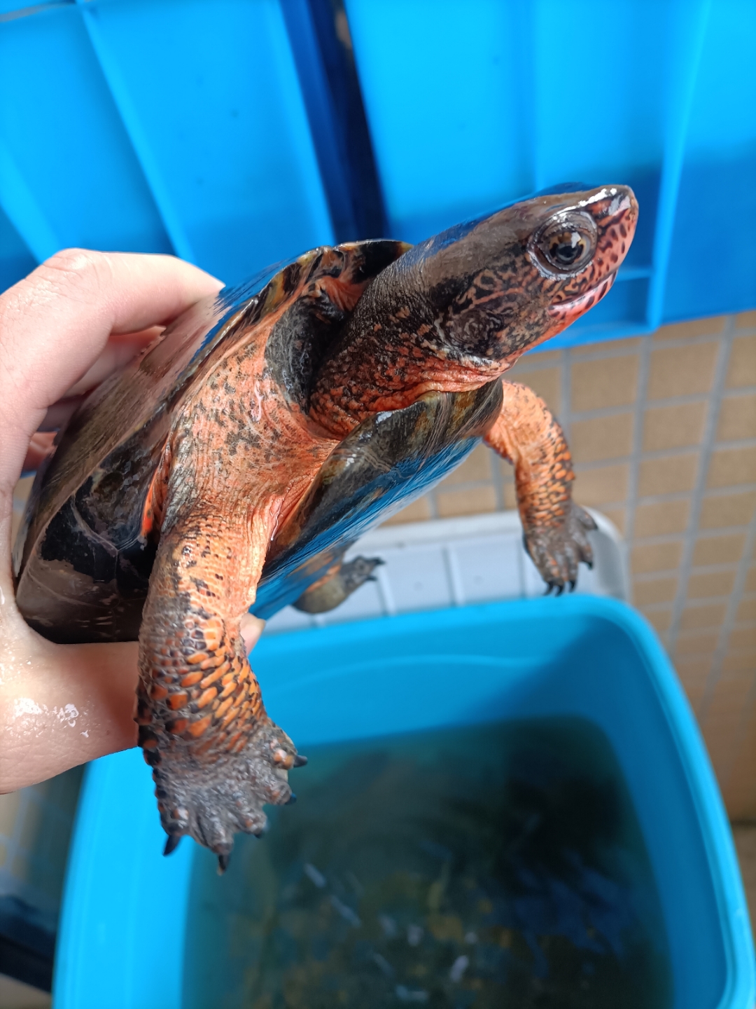 广西大头黑颈.短脖子.带胡子.【温馨提示】仅供观赏