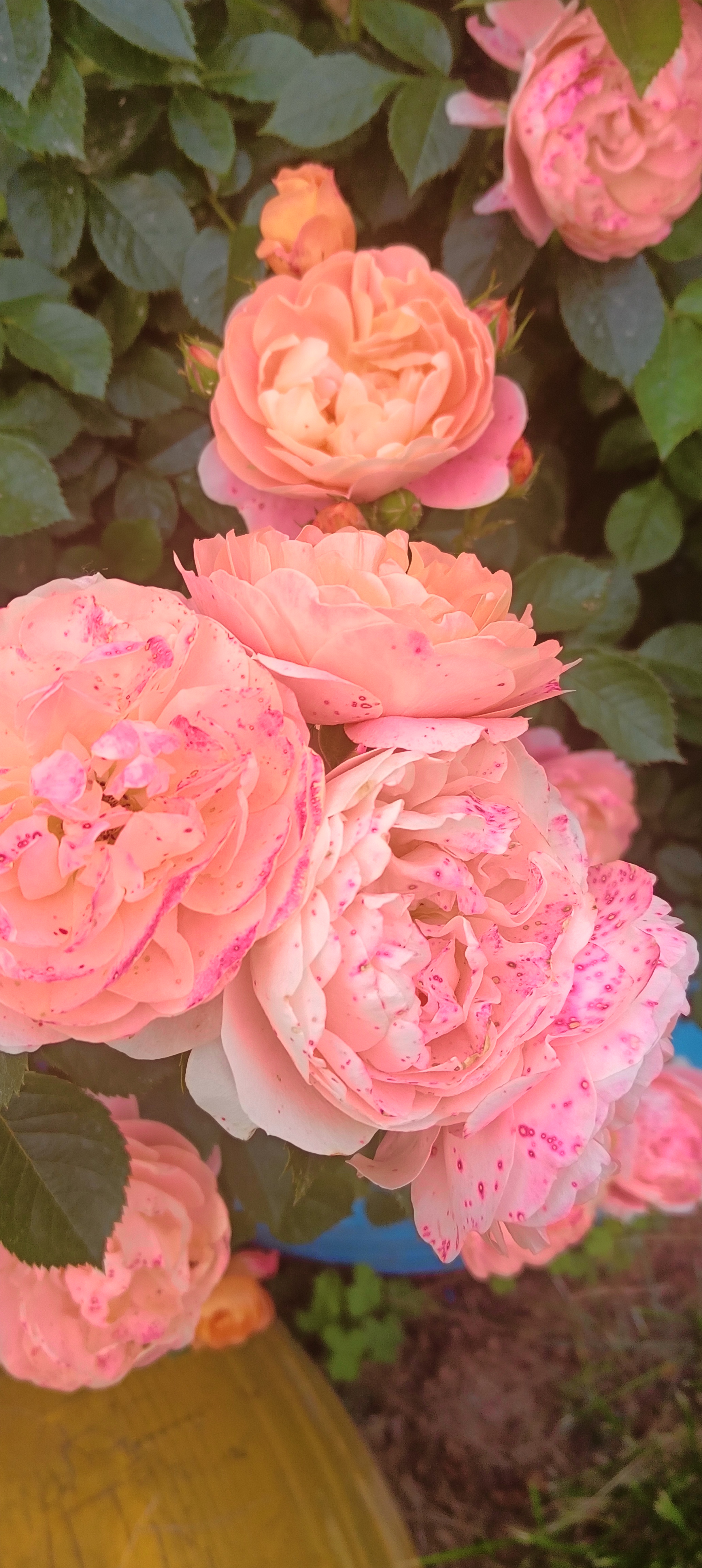 但卡耐基在《人性的弱点》中讲:忘恩是人的天性.