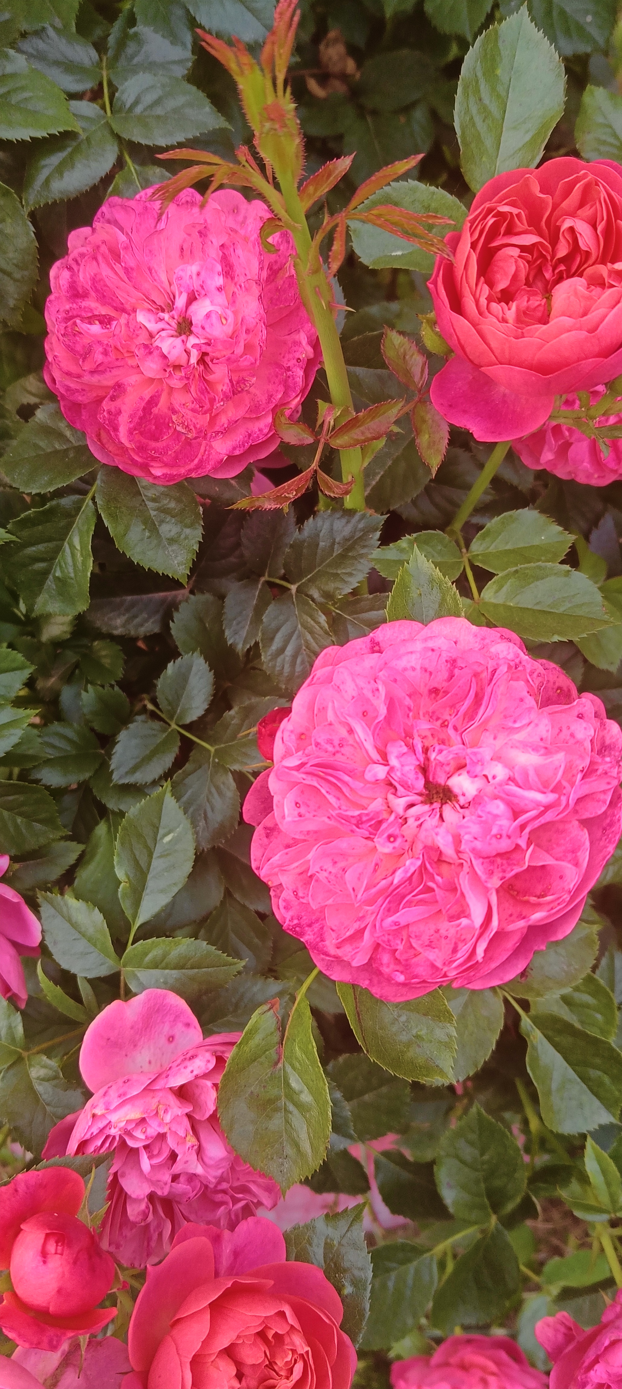 但卡耐基在《人性的弱点》中讲:忘恩是人的天性.