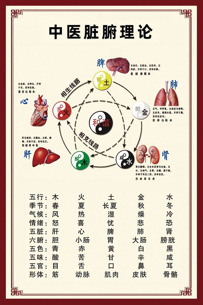 肝胆脾胃的分布图图片