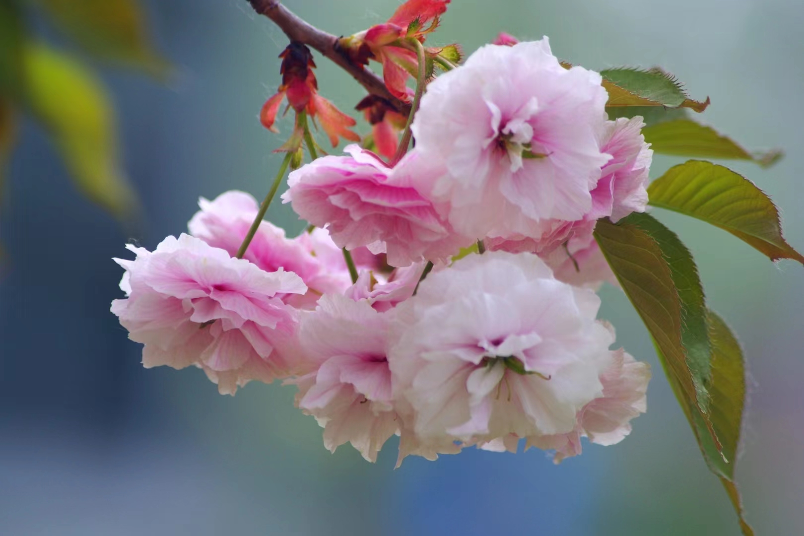 站在樱花树下,我仿佛置身于一个童话世界,淡粉色和白色的花瓣交织在