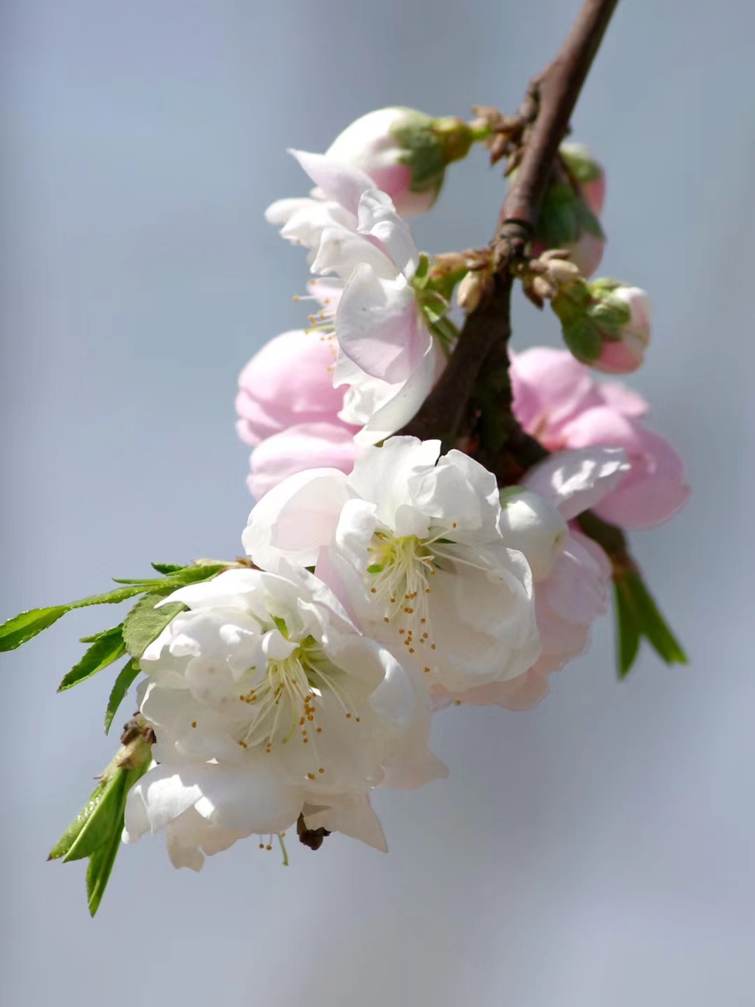 漂亮的碧桃花开了 春风轻拂,绿意盎然,万物复苏之际,阳光洒落,万物