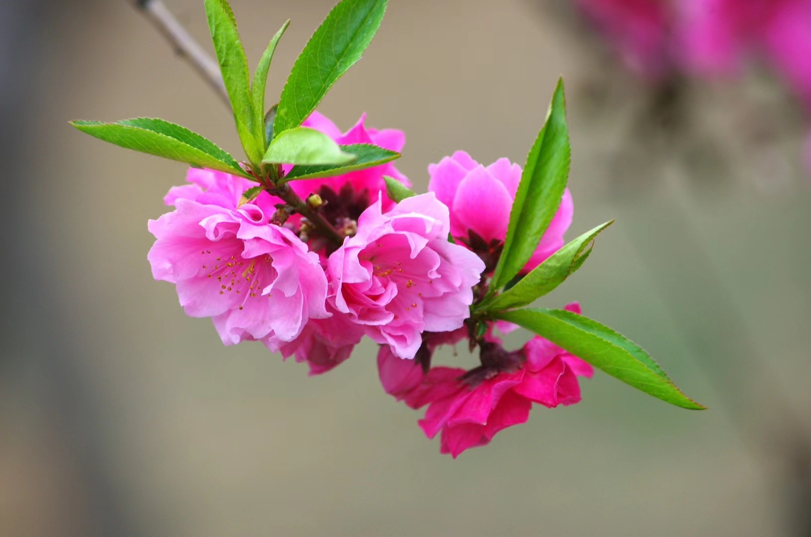 漂亮的碧桃花开了 春风轻拂,绿意盎然,万物复苏之际,阳光洒落,万物