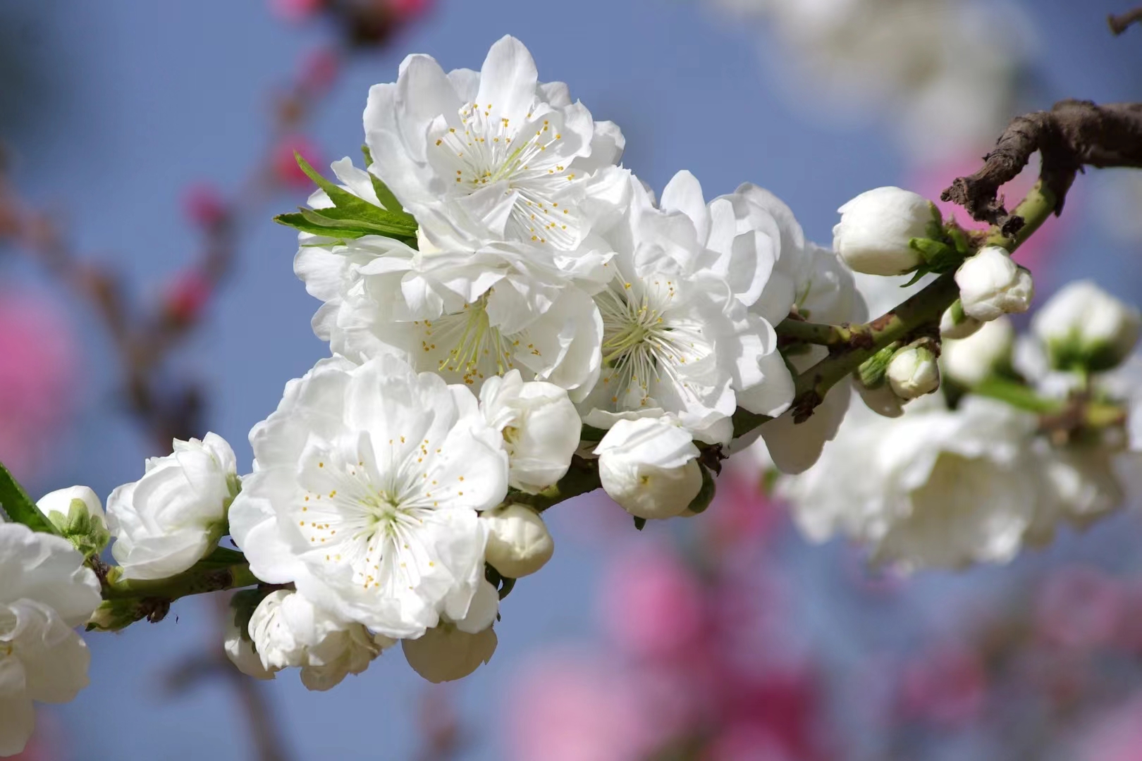 漂亮的碧桃花开了 春风轻拂,绿意盎然,万物复苏之际,阳光洒落,万物
