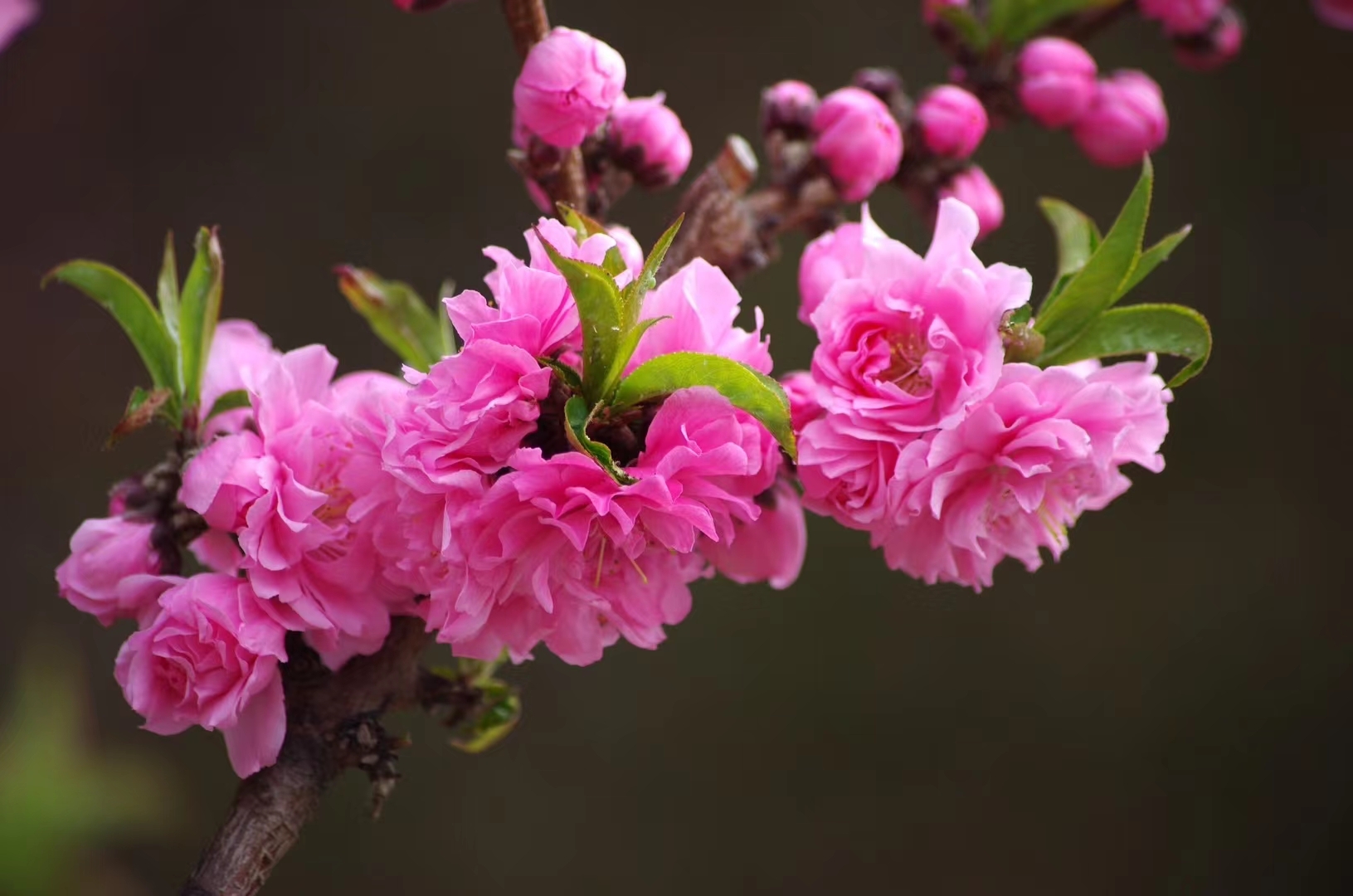 漂亮的碧桃花开了 春风轻拂,绿意盎然,万物复苏之际,阳光洒落,万物