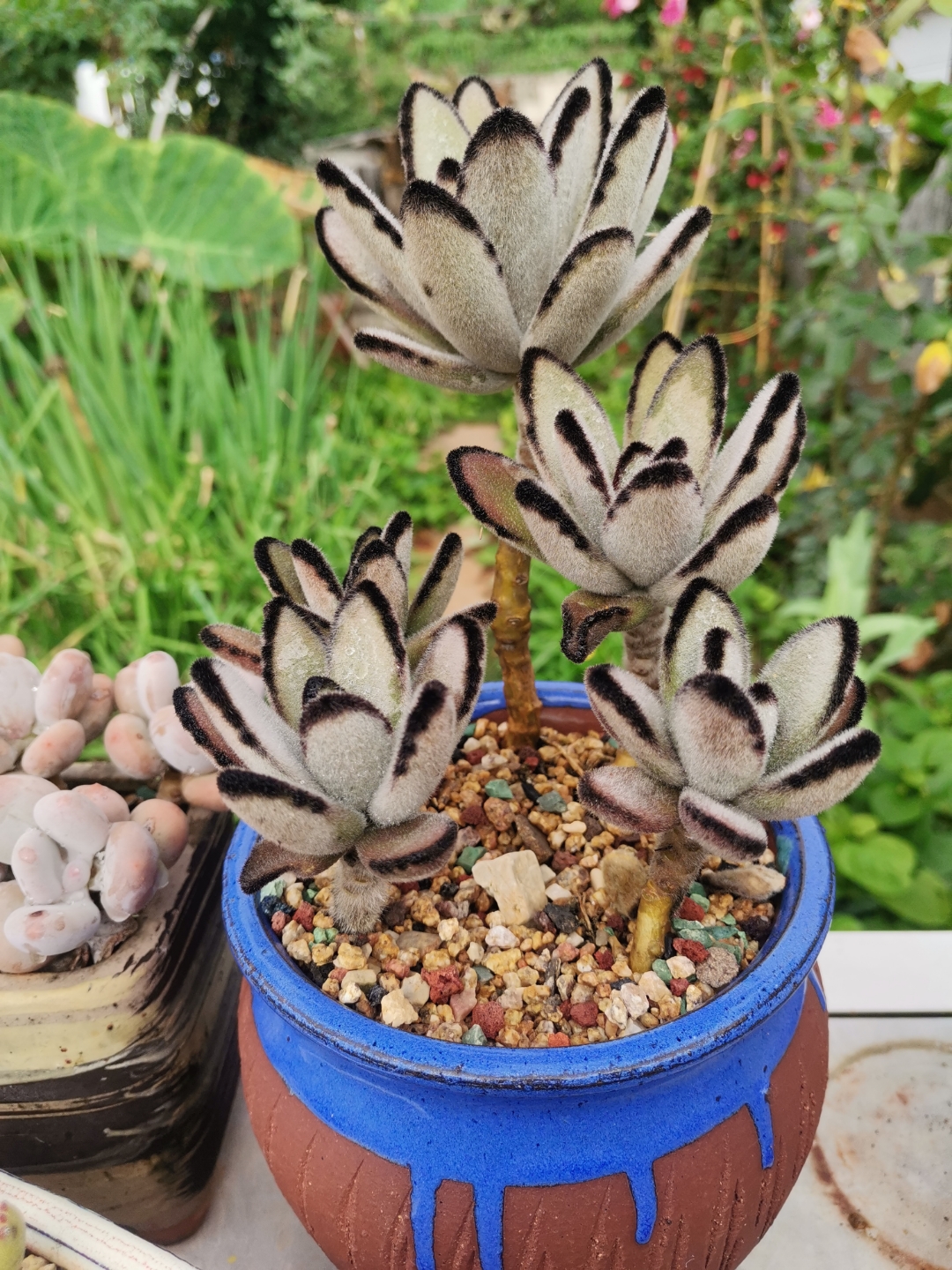 不光兔兔可爱,兔耳朵多肉一对毛绒绒的小耳朵也萌化了你的心.