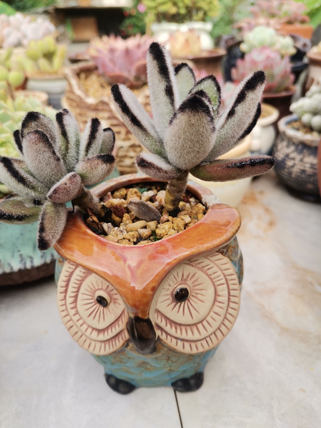 不光兔兔可爱,兔耳朵多肉一对毛绒绒的小耳朵也萌化了你的心.